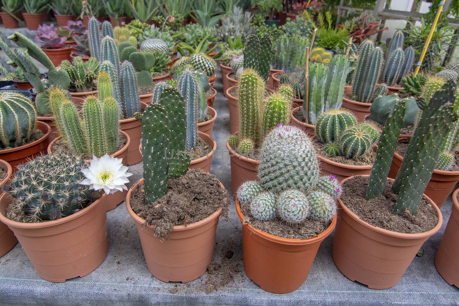 Cactus plants in pots from above. Spring garden series, Mallorca, Spain.