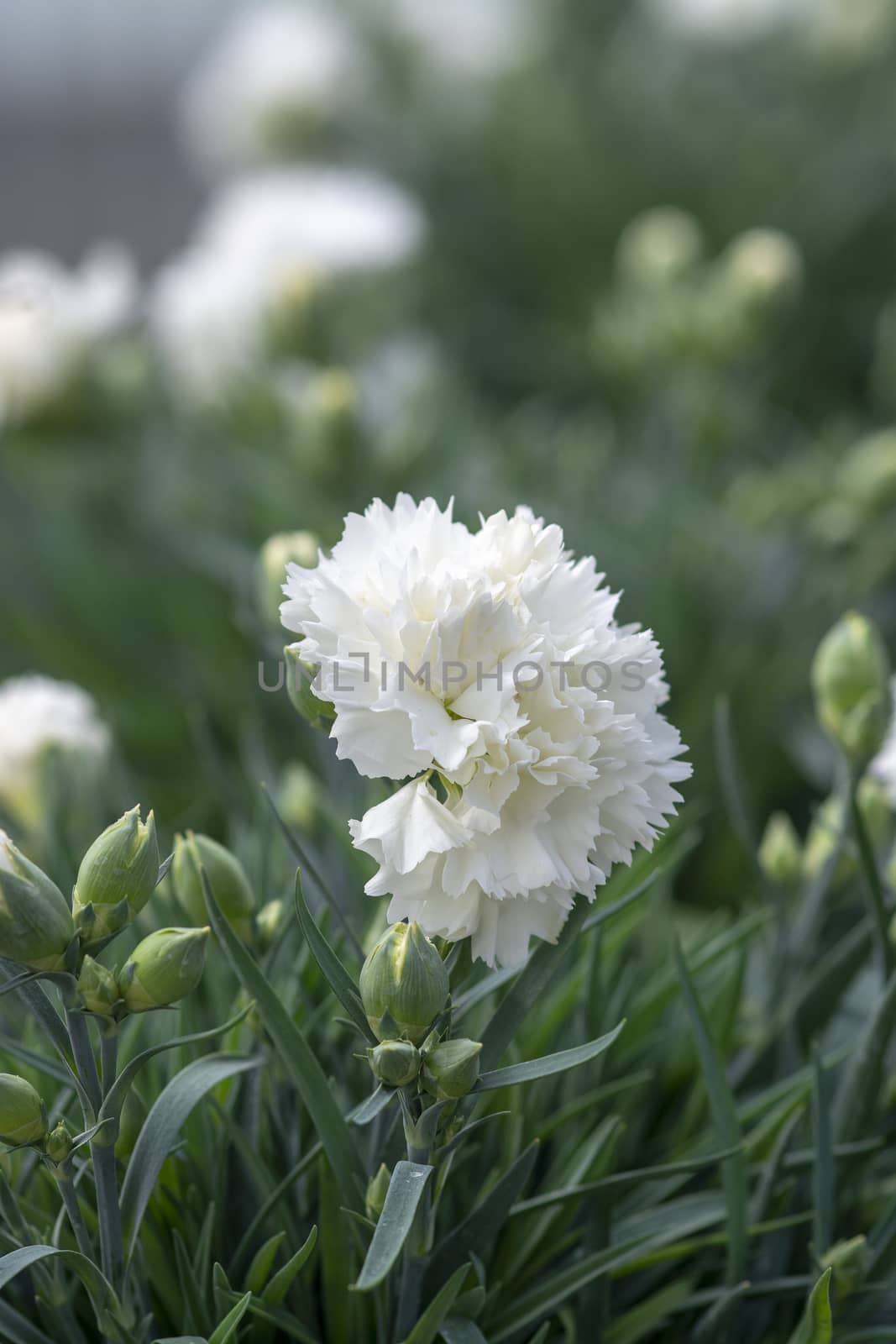 White carnation flowers. Spring garden series, Mallorca, Spain.