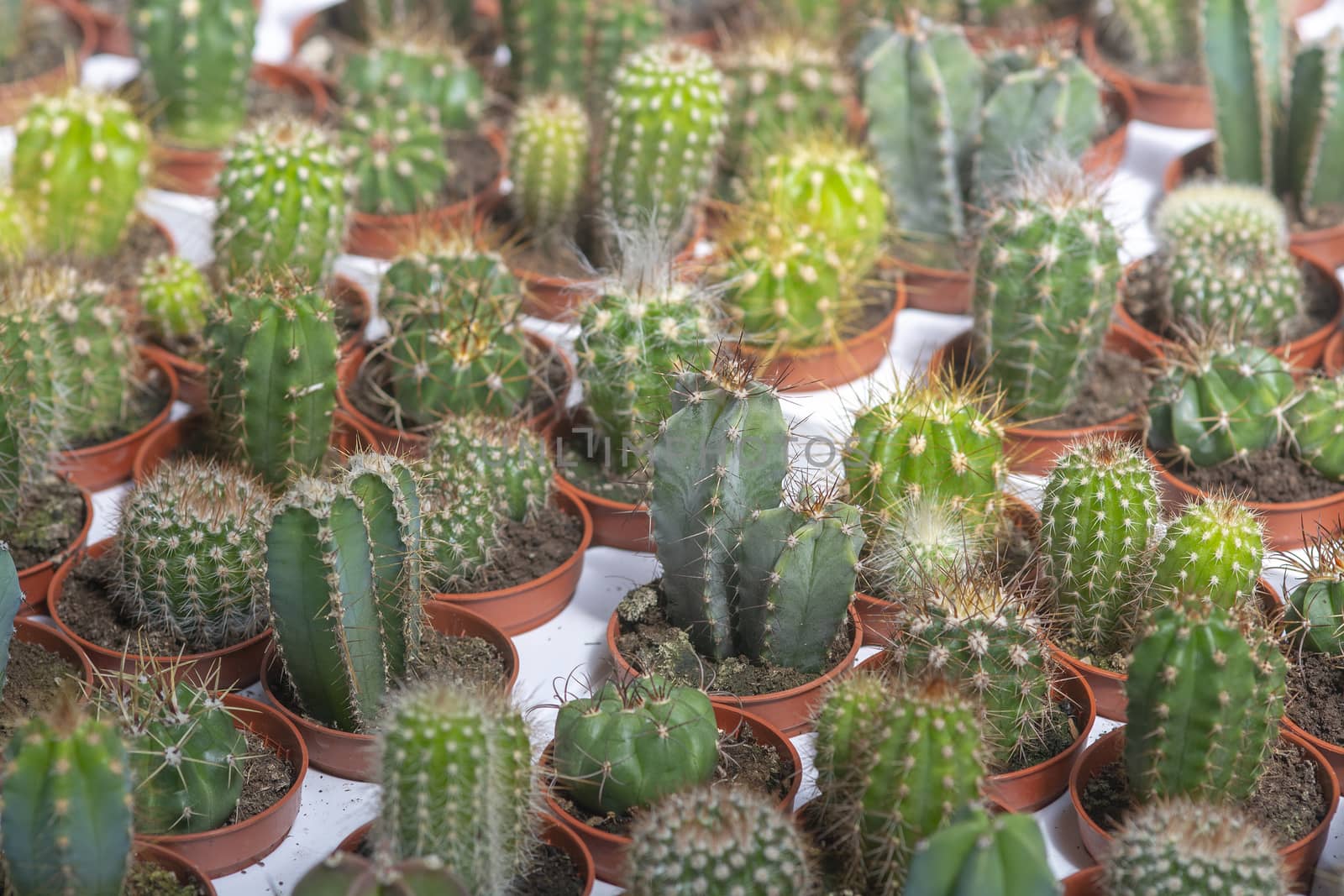 Succulent cactus plants in pots. Spring garden series, Mallorca, Spain.