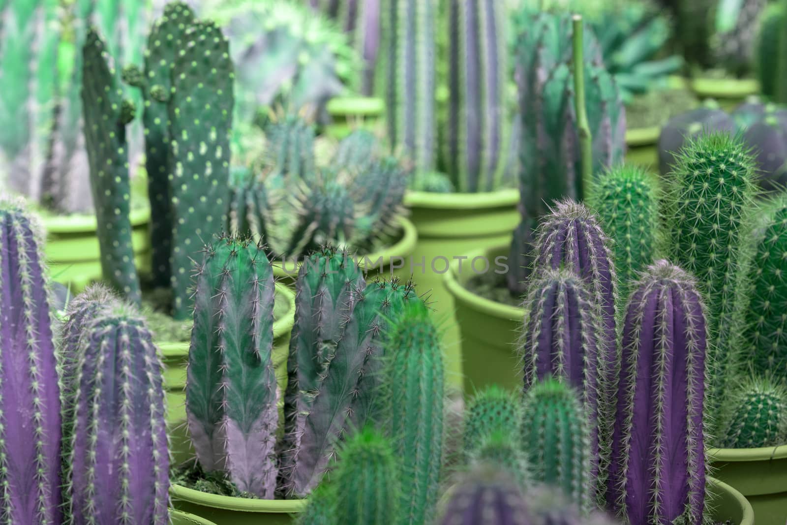 Abstract purple and green cactus plants in pots. Spring garden series, Mallorca, Spain.