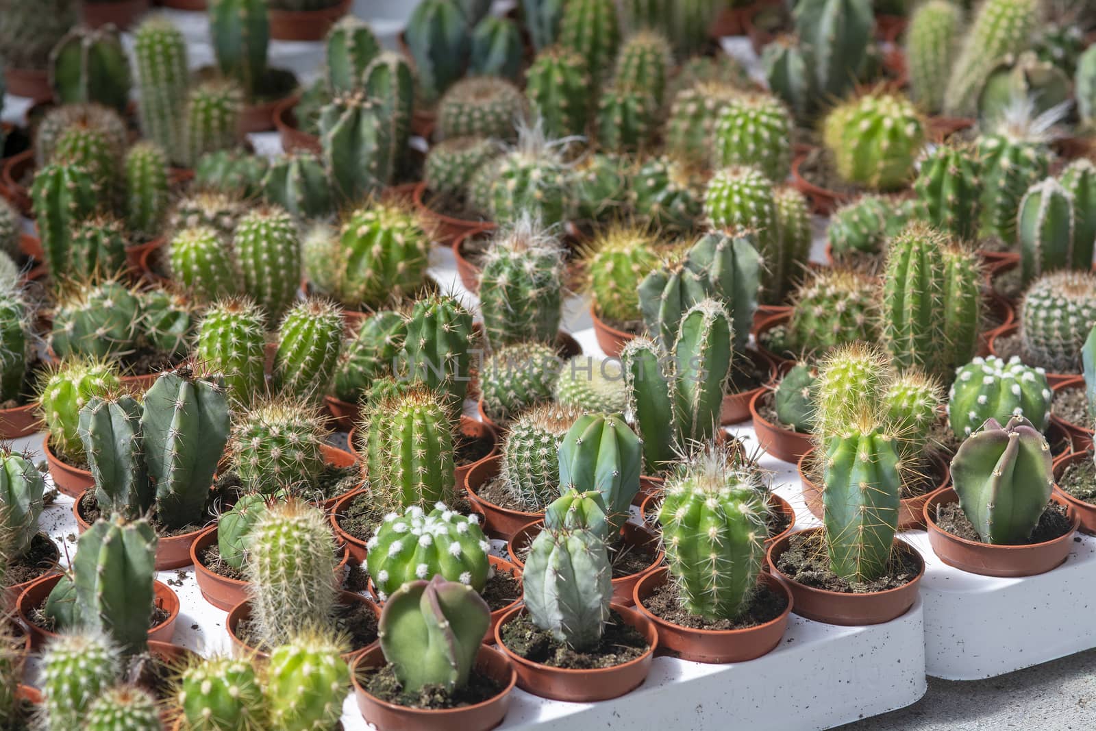 Succulent cactus plants in pots. Spring garden series, Mallorca, Spain.