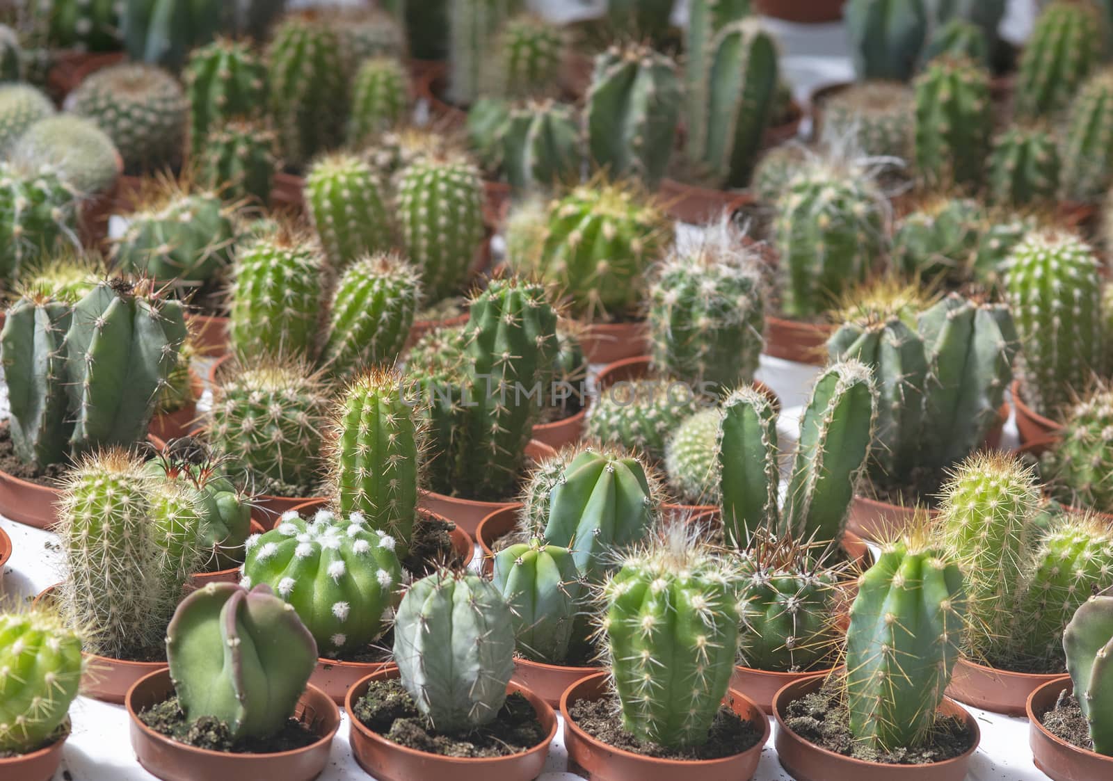 Succulent cactus plants in pots by ArtesiaWells