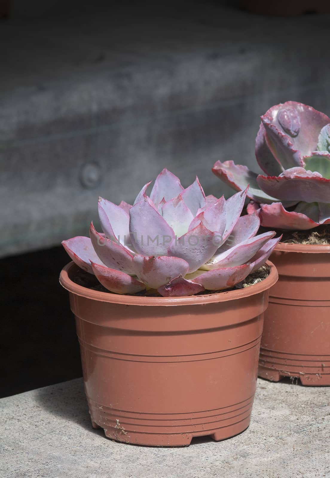 Succulent purple cactus plants in pots by ArtesiaWells