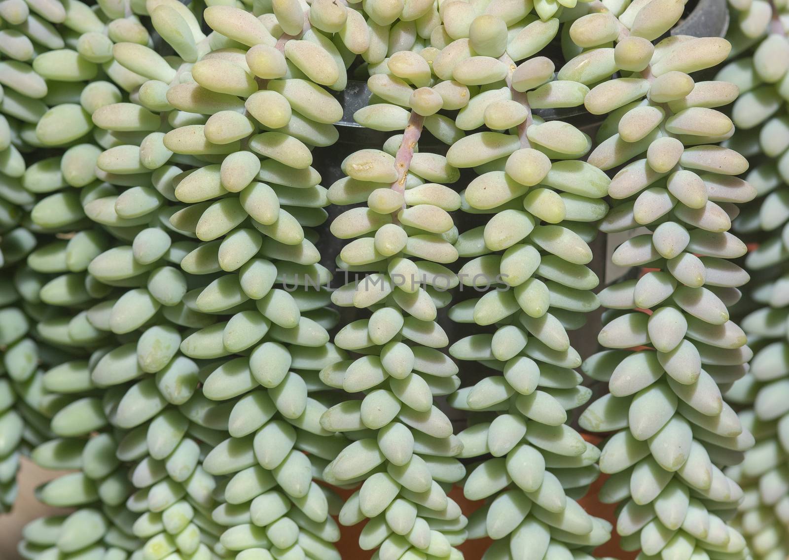 Succulent sedum plants closeup by ArtesiaWells