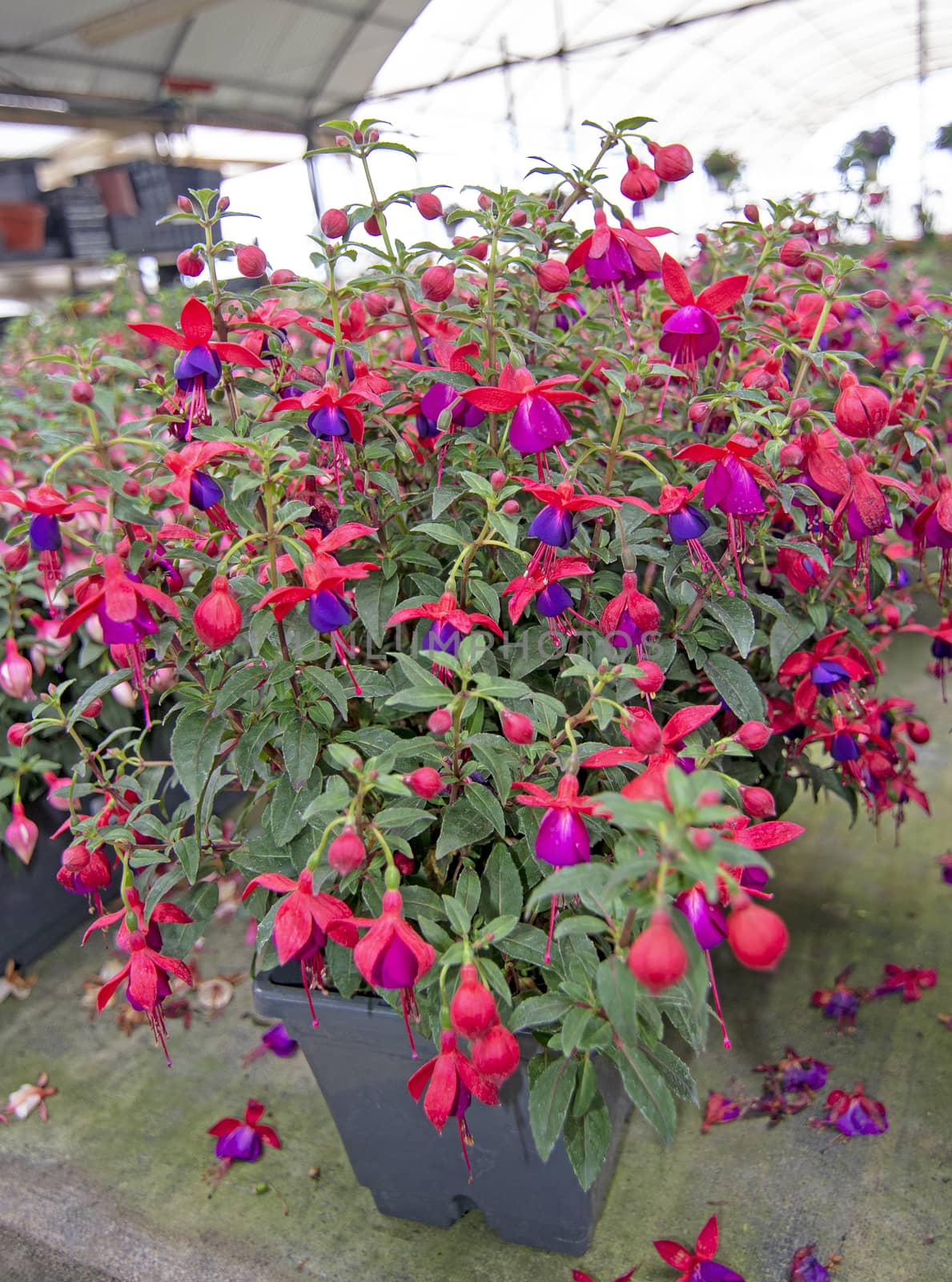 Fuchsia flowers pink purple and red by ArtesiaWells