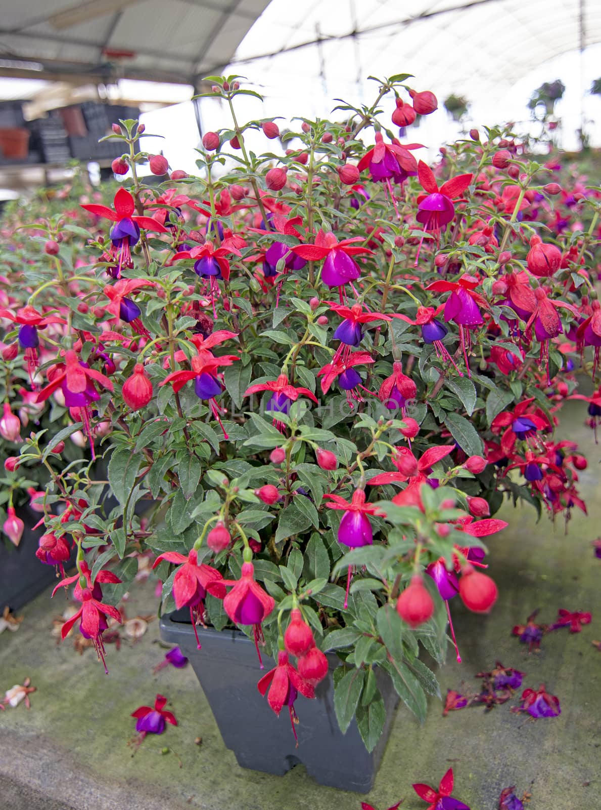 Fuchsia flowers pink purple and red. Spring garden series, Mallorca, Spain.