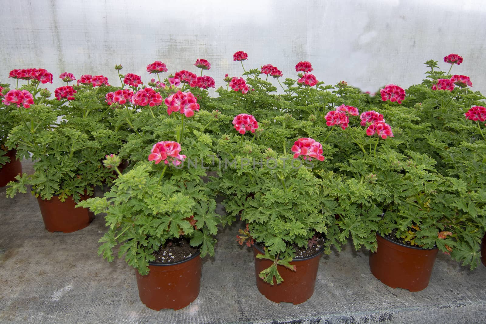 Pink geranium flowers in pots in greenhouse. Spring garden series, Mallorca, Spain.