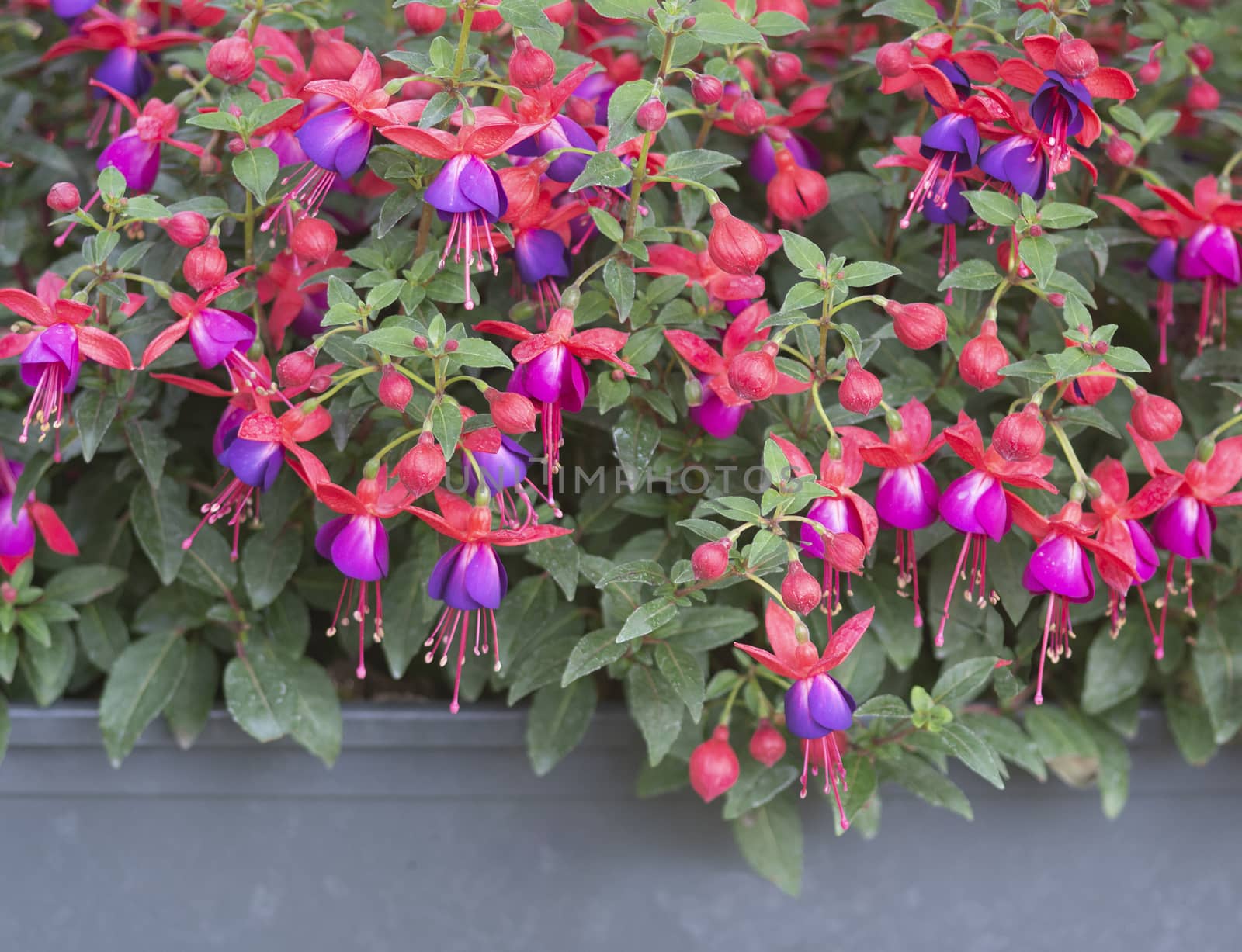 Fuchsia flowers pink purple. Spring garden series, Mallorca, Spain.