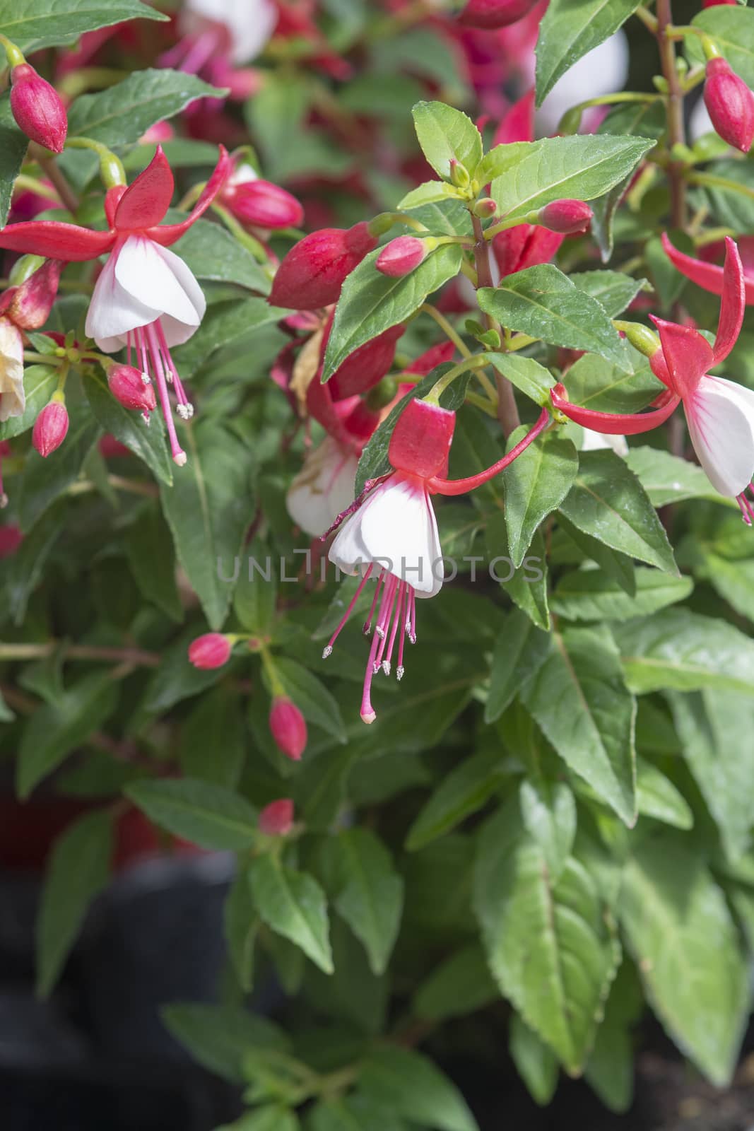 Fuchsia flowers red and white. Spring garden series, Mallorca, Spain.