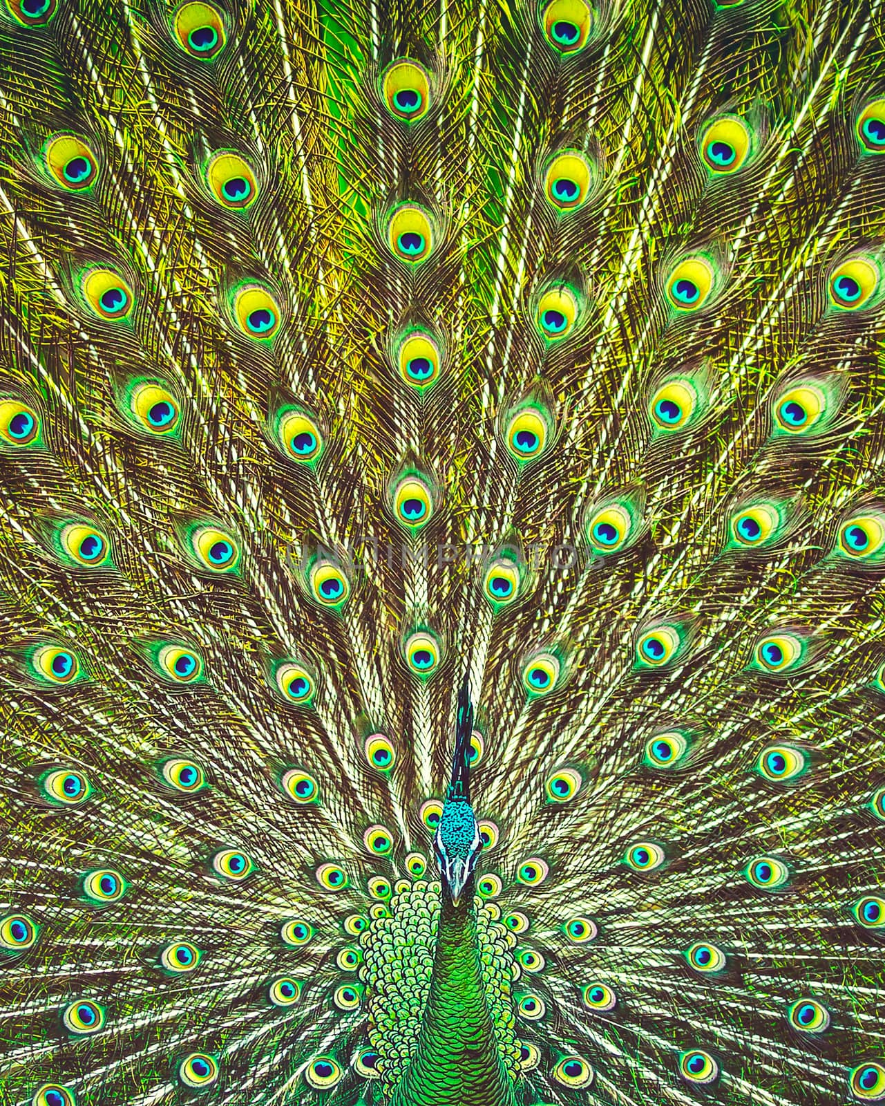 Amazing beauty of a peacock's tail by Anna_Omelchenko