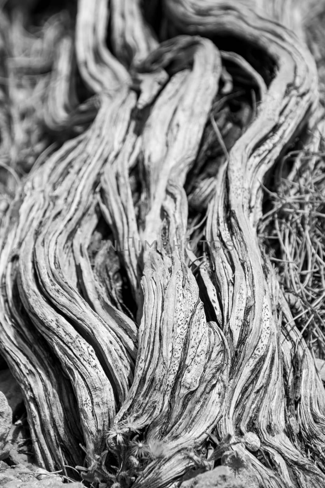 Nearly dead old dry tree stem in black and white at Yardie Creek Cape Range National Park Australia
