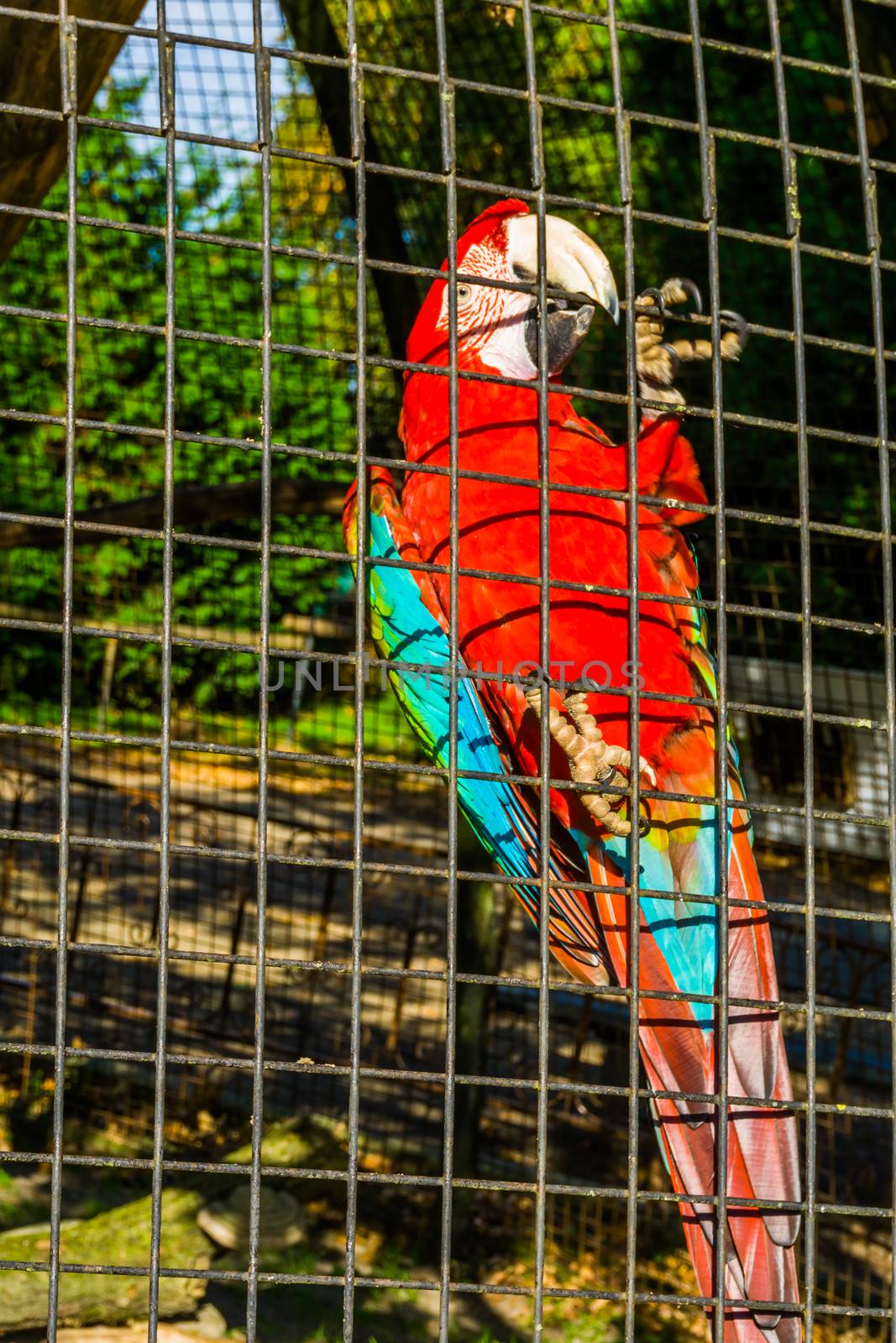 red and green macaw parrot sitting against the fence of the aviary, tropical bird from America, popular pet in aviculture by charlottebleijenberg