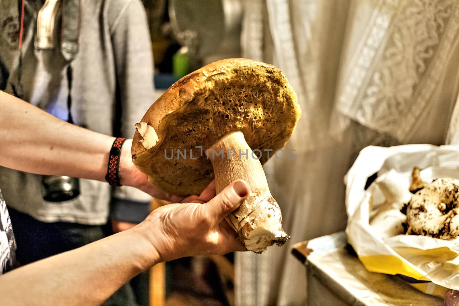 large edible mushroom with Latin name Boletus edulis in human hand. Weight of the fungus is more than 1 kilogram