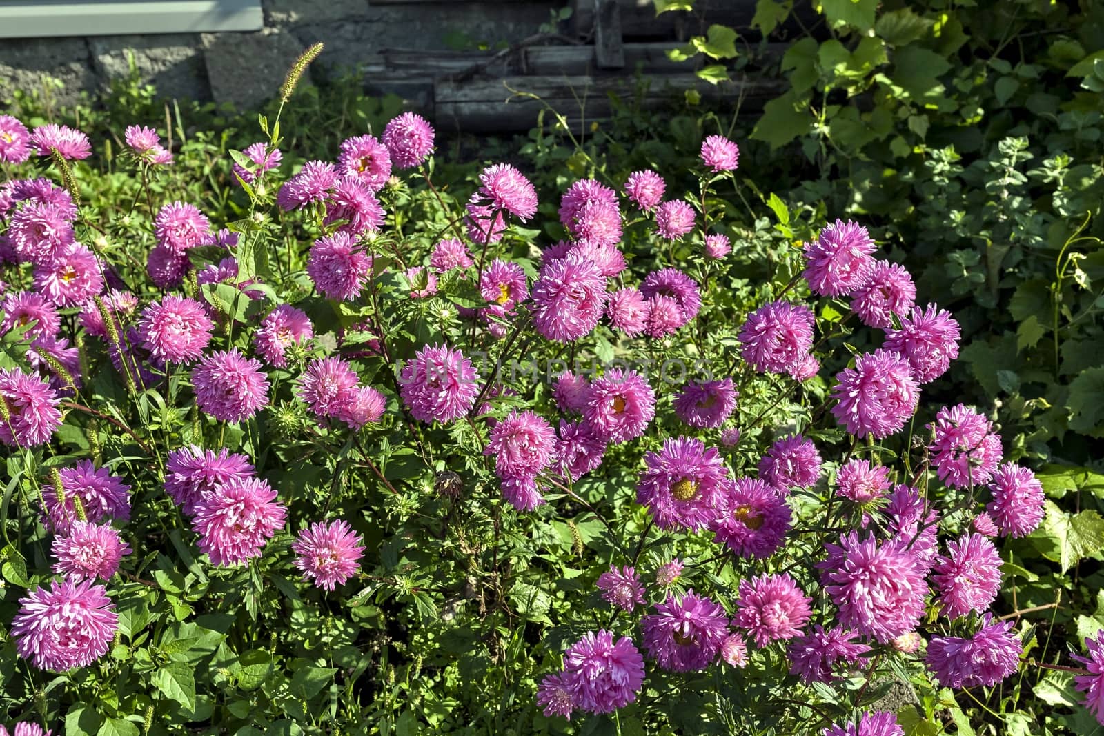 beautiful purple asters lit by the morning sun