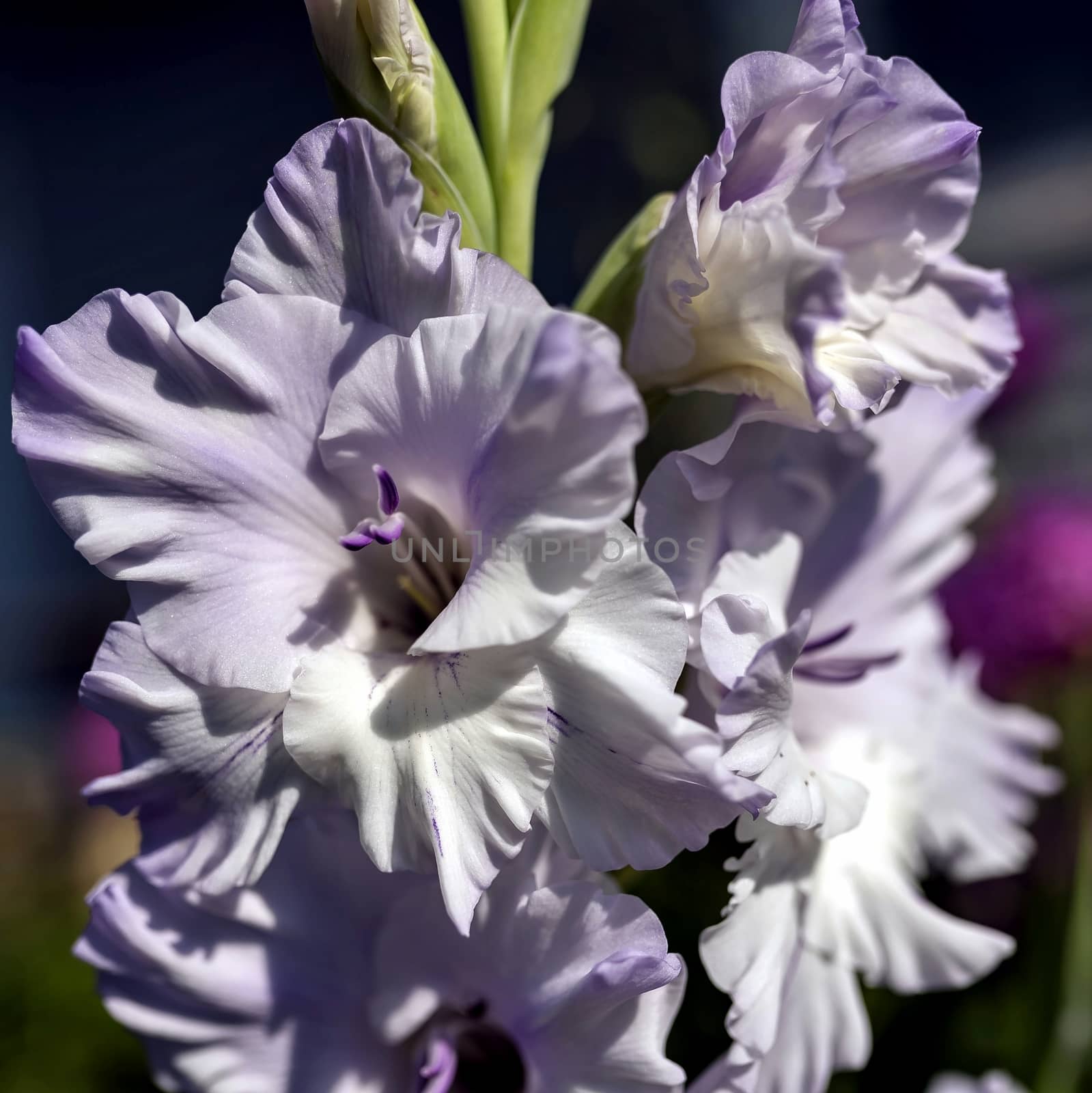 gentle light purple gladioli illuminated by the rays of the morning sun