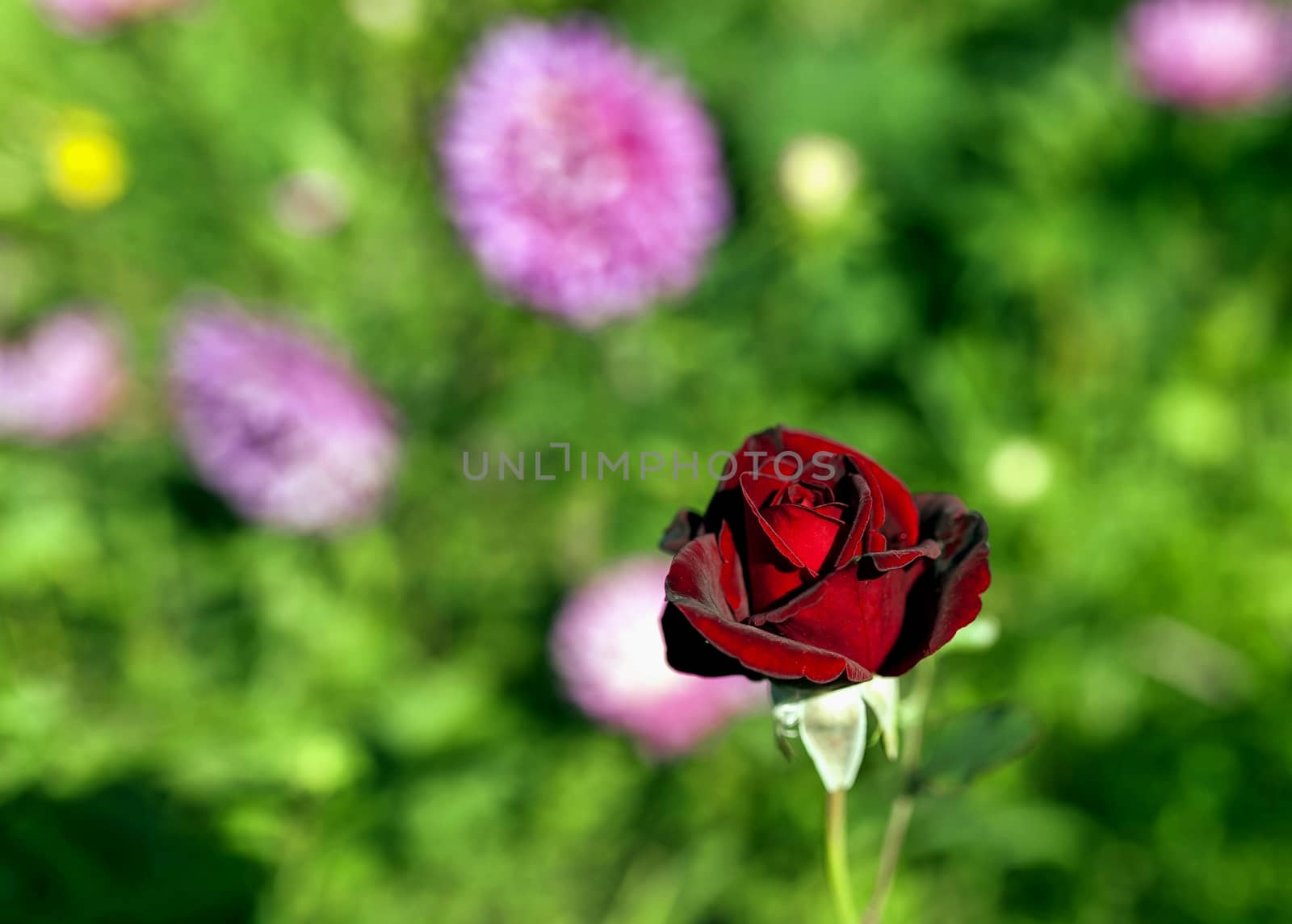 red rose on the background of natural greenery illuminated by the morning sun