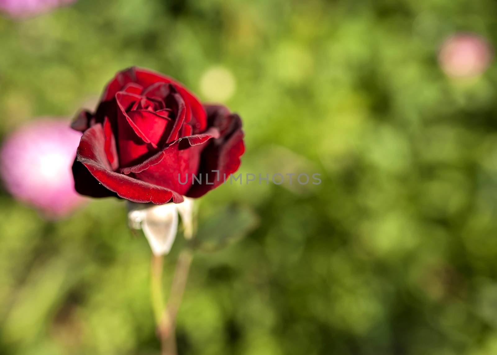 red rose on the background of natural greenery illuminated by the morning sun