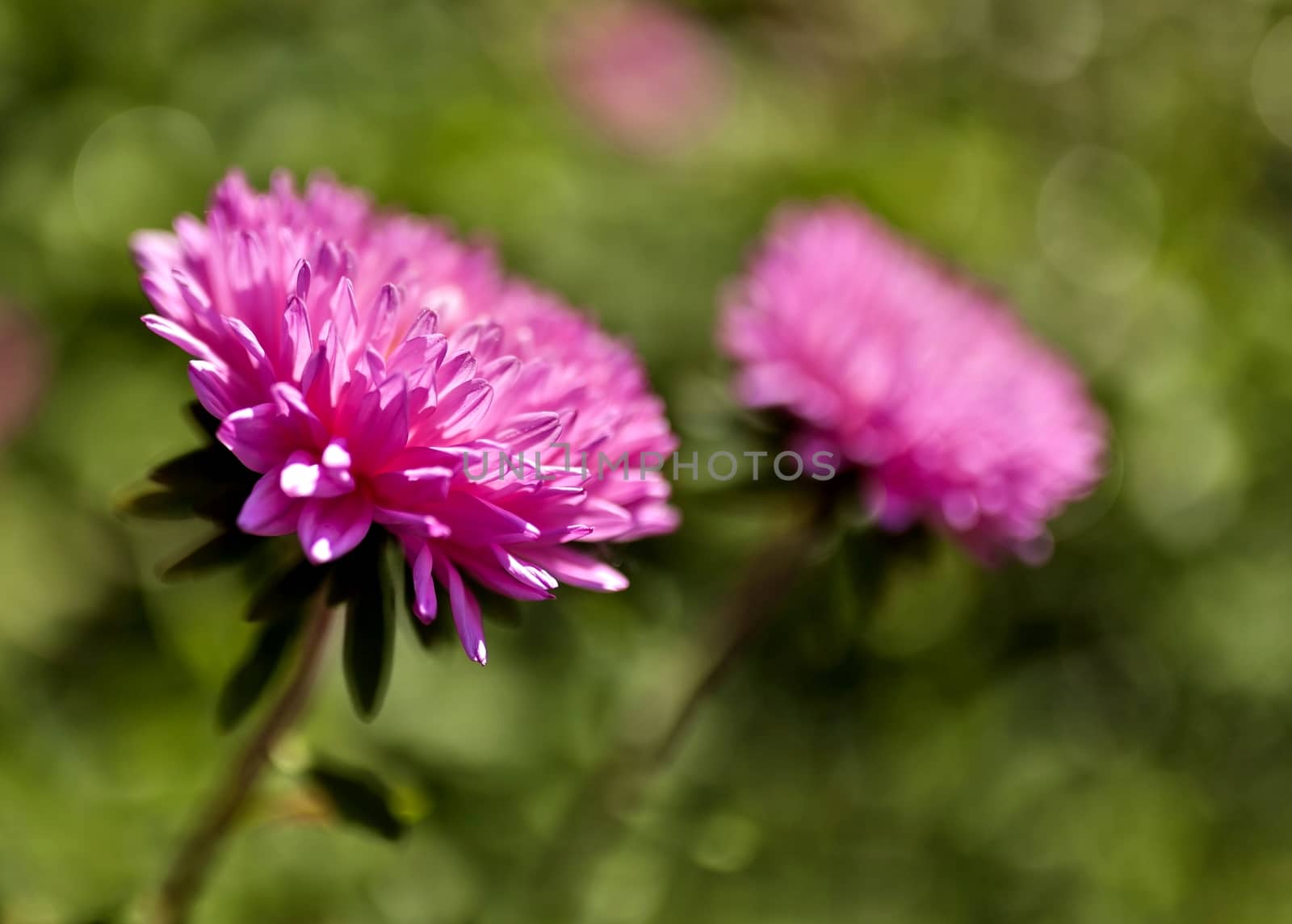 beautiful purple aster lit by the morning sun