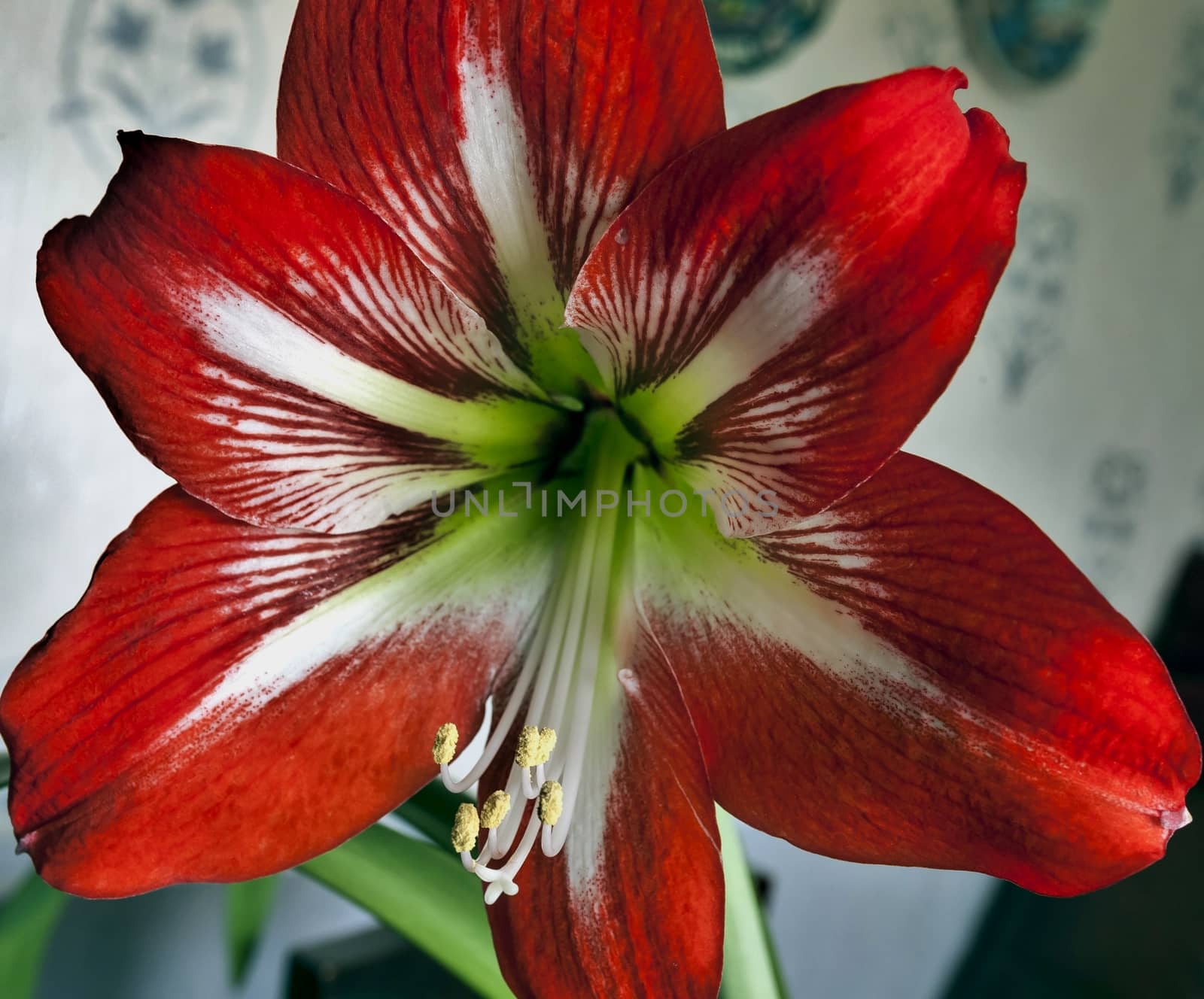 beautiful bright red flower with Latin name Hippeastrum, soft focus, visible stamens with pollen