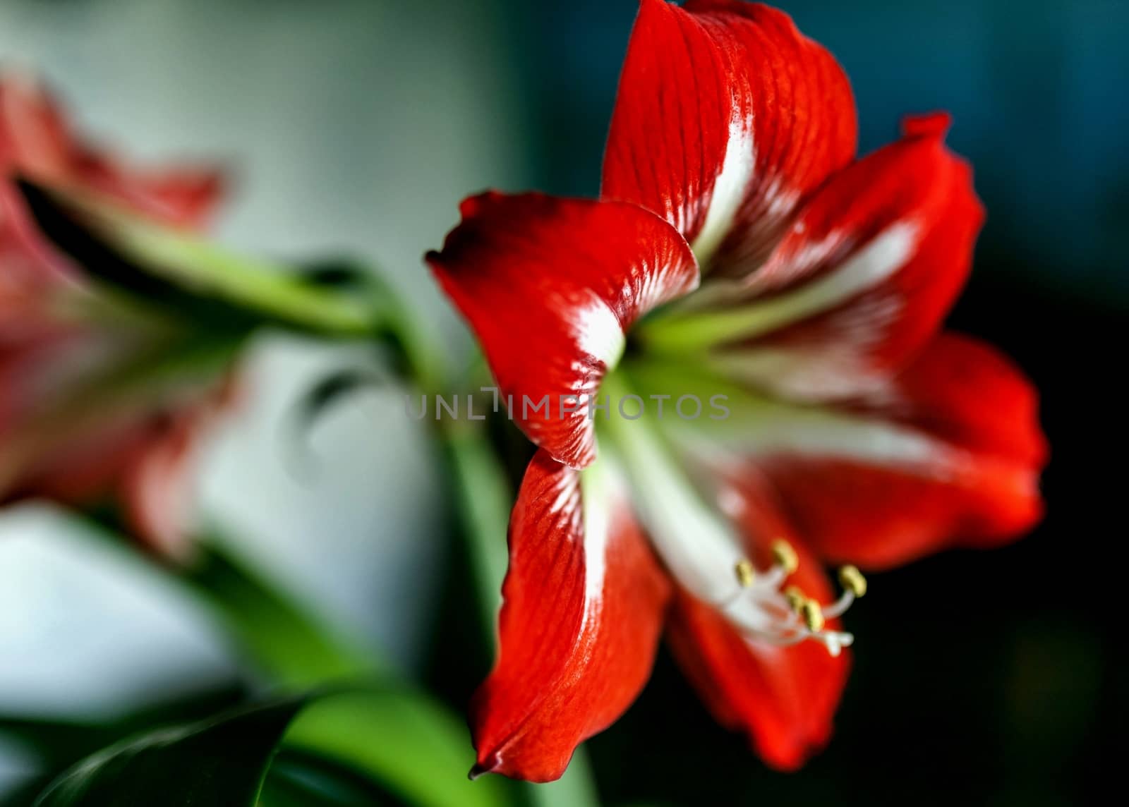 large beautiful bright red flower Hippeastrum, macro, narrow focus area by valerypetr