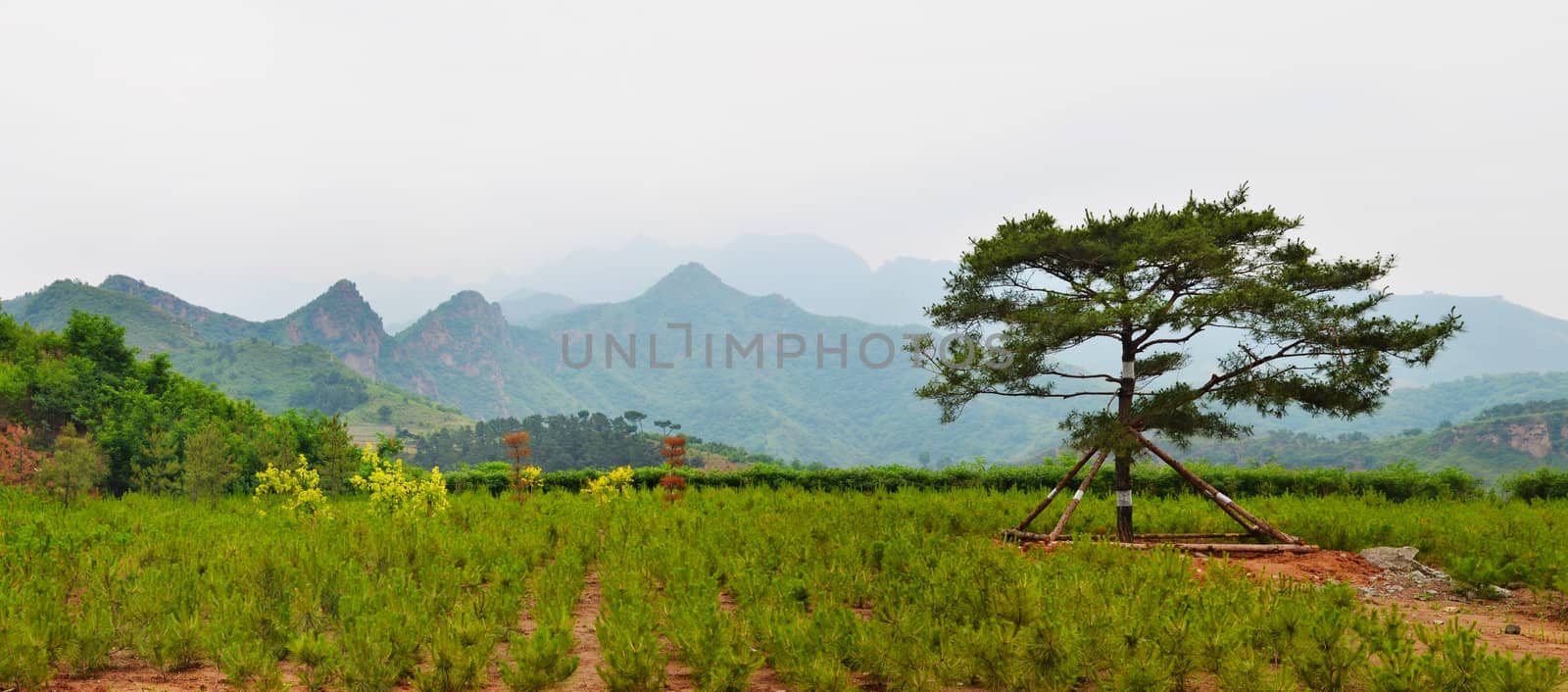 Chinese rural landscape near Beijing. Trees plantation. North China, Hebei province. Foggy white sky. Wide angle panoramic view.