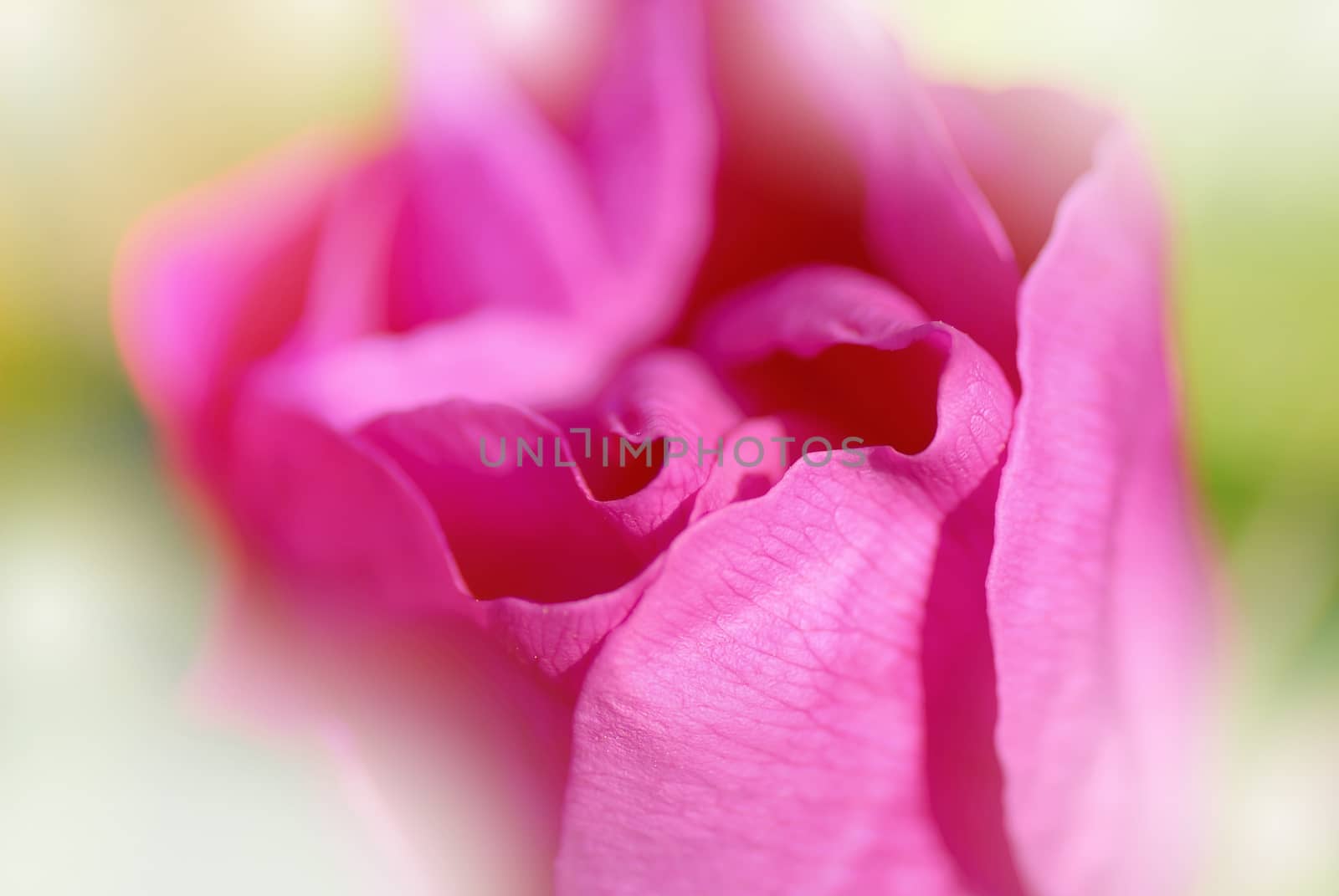Rose flower by Vectorex