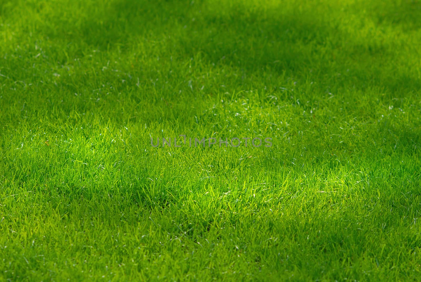 Green grass lawn background. Focus in one third of image.
