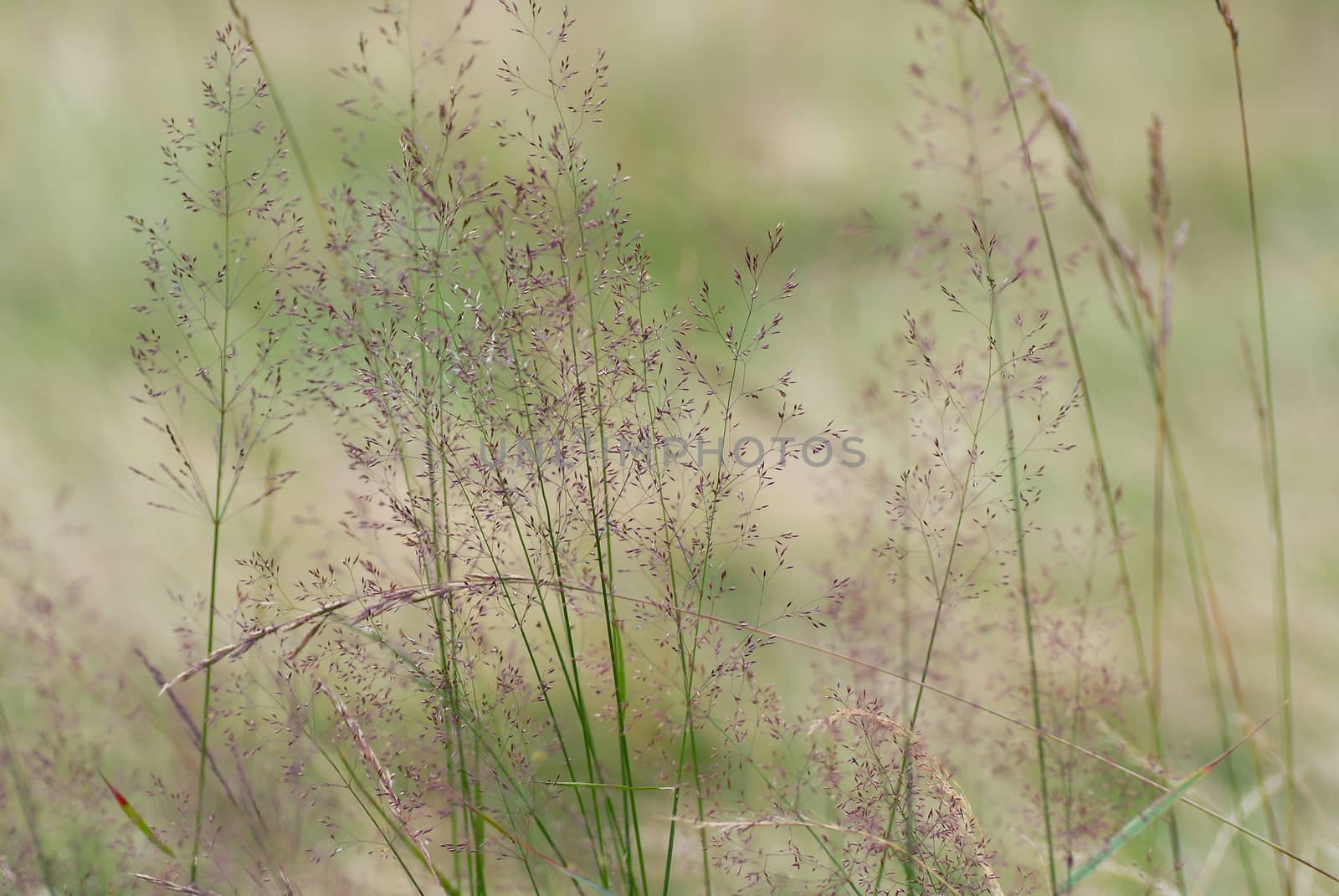 Blooming grass detail. Sharpness on first plan.