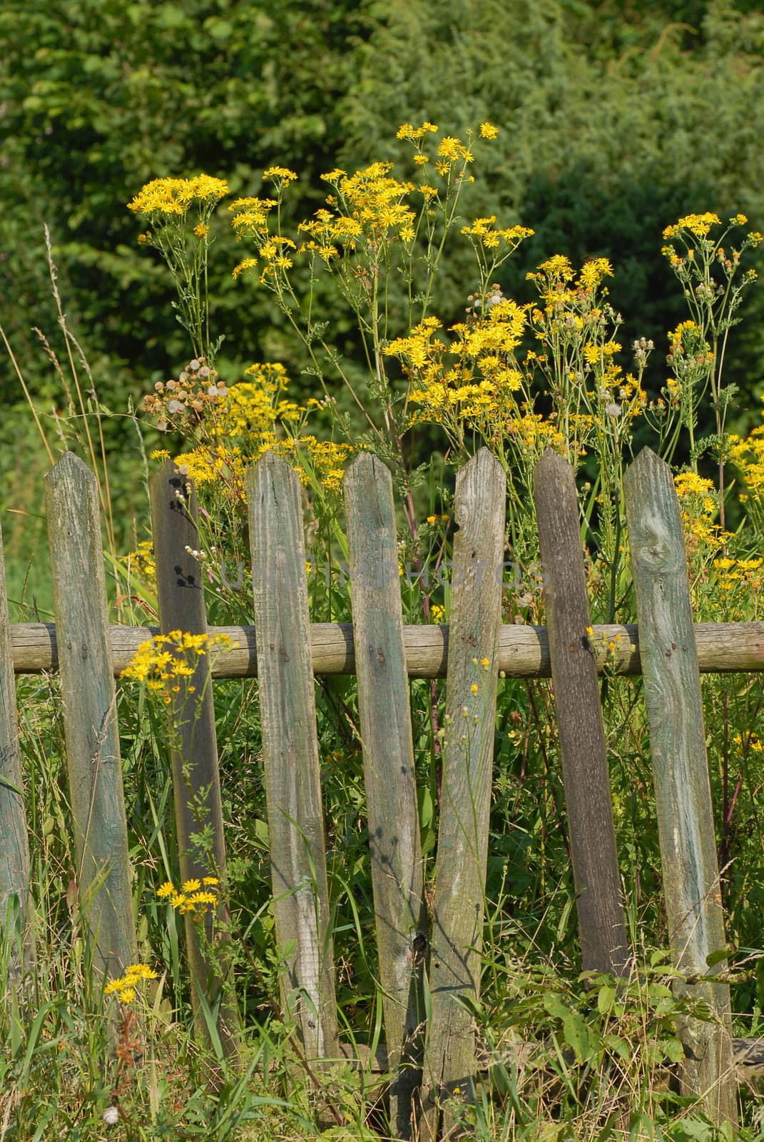 Countryside detail. An old wooden fence with yellow flowers behind. Sunny day in Europe.