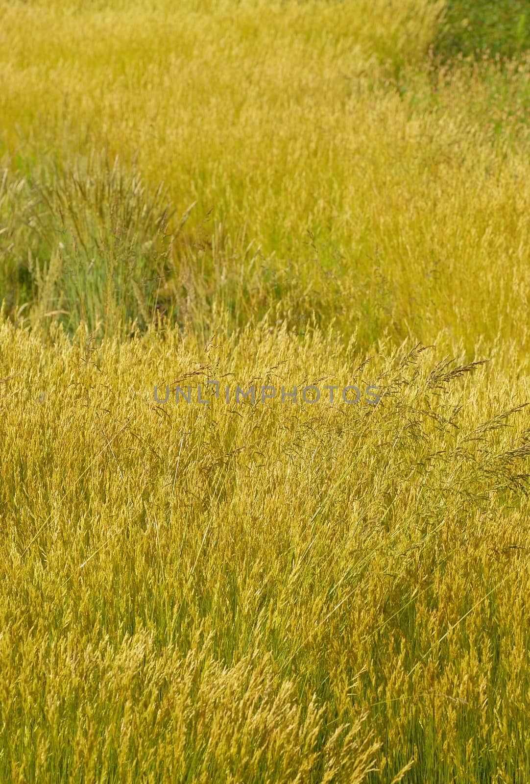 Tall grass by Vectorex