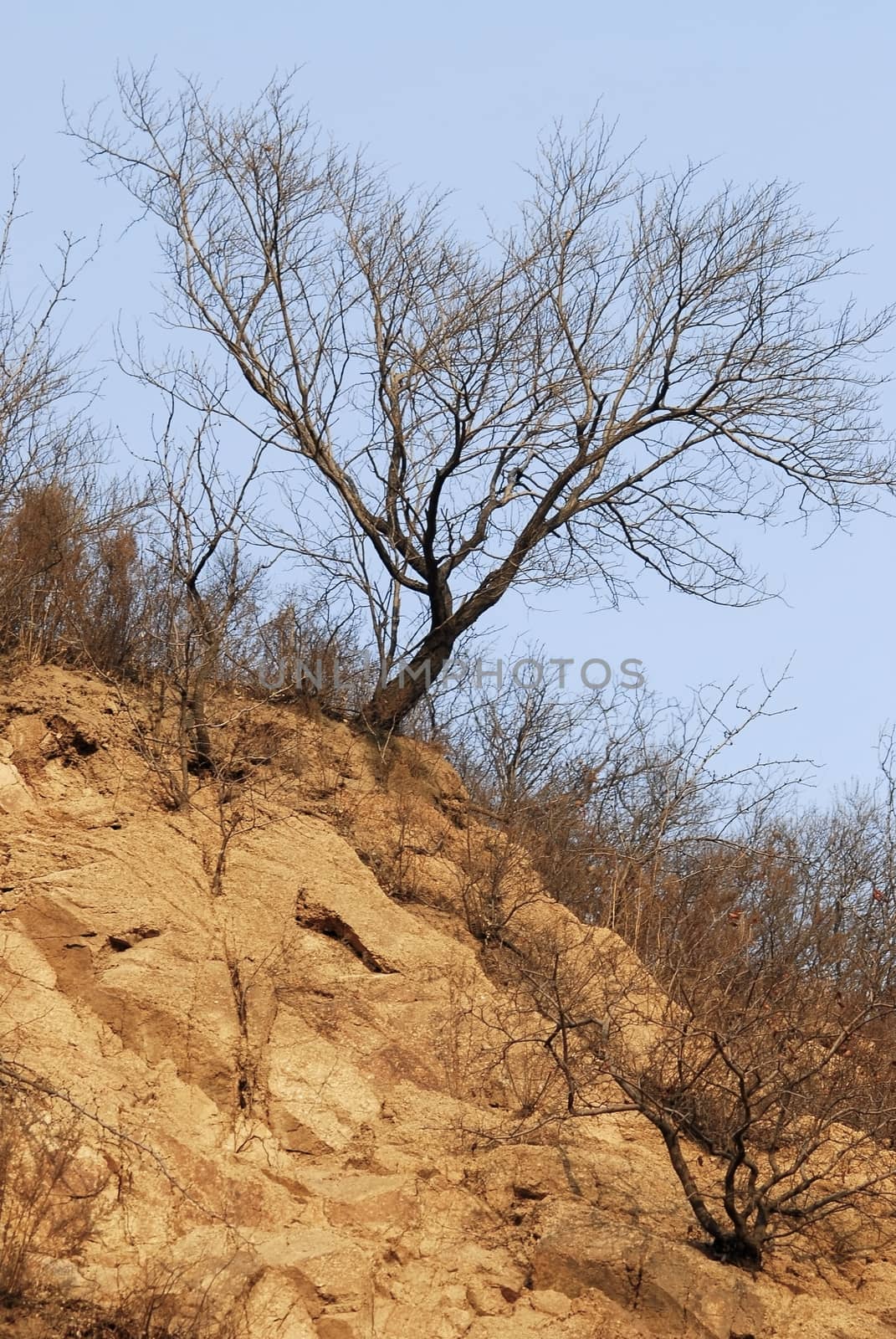 Dry plants and tree on waterless rocky soil.