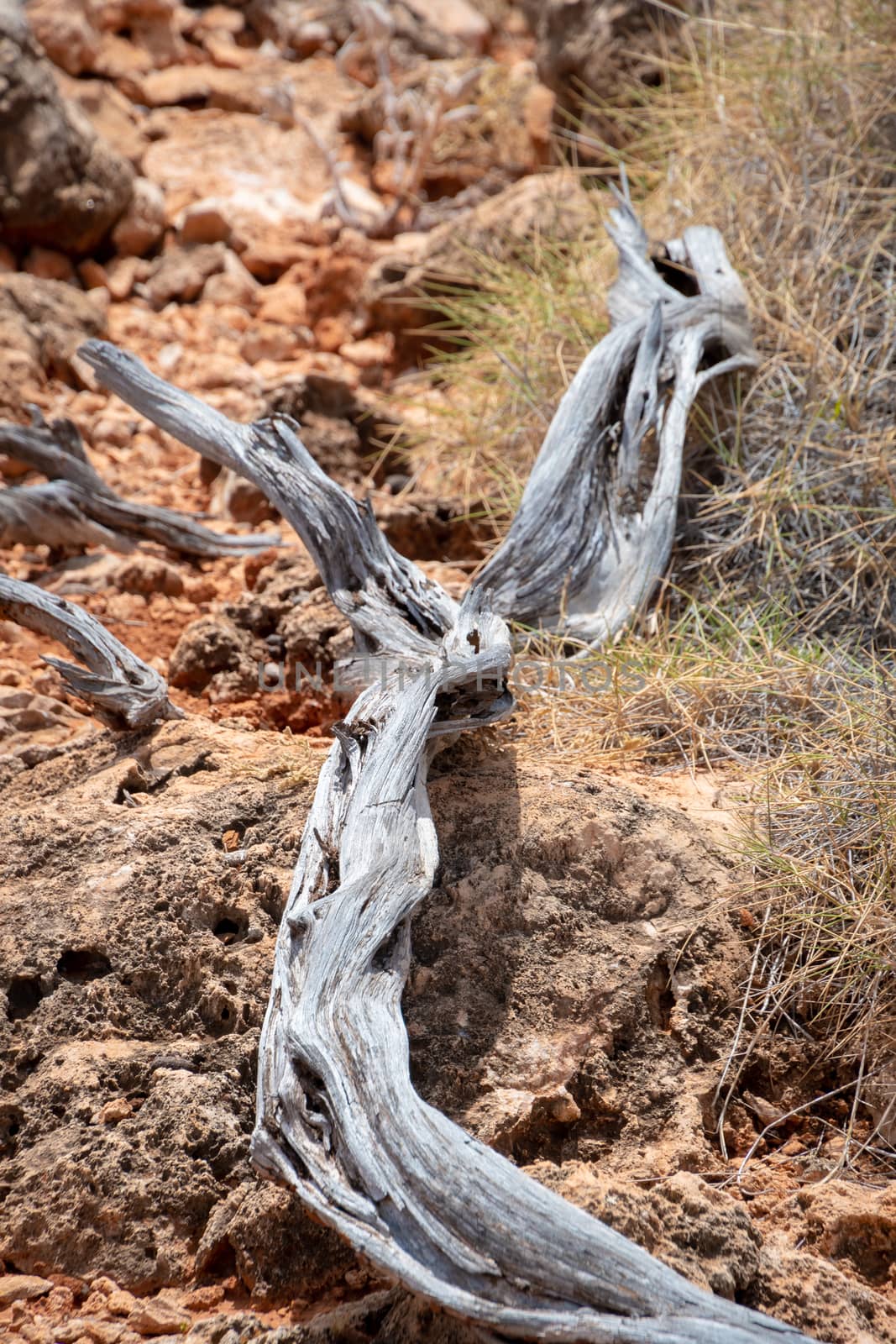 Dry and dead tree branch at Cape Range National Park Australia