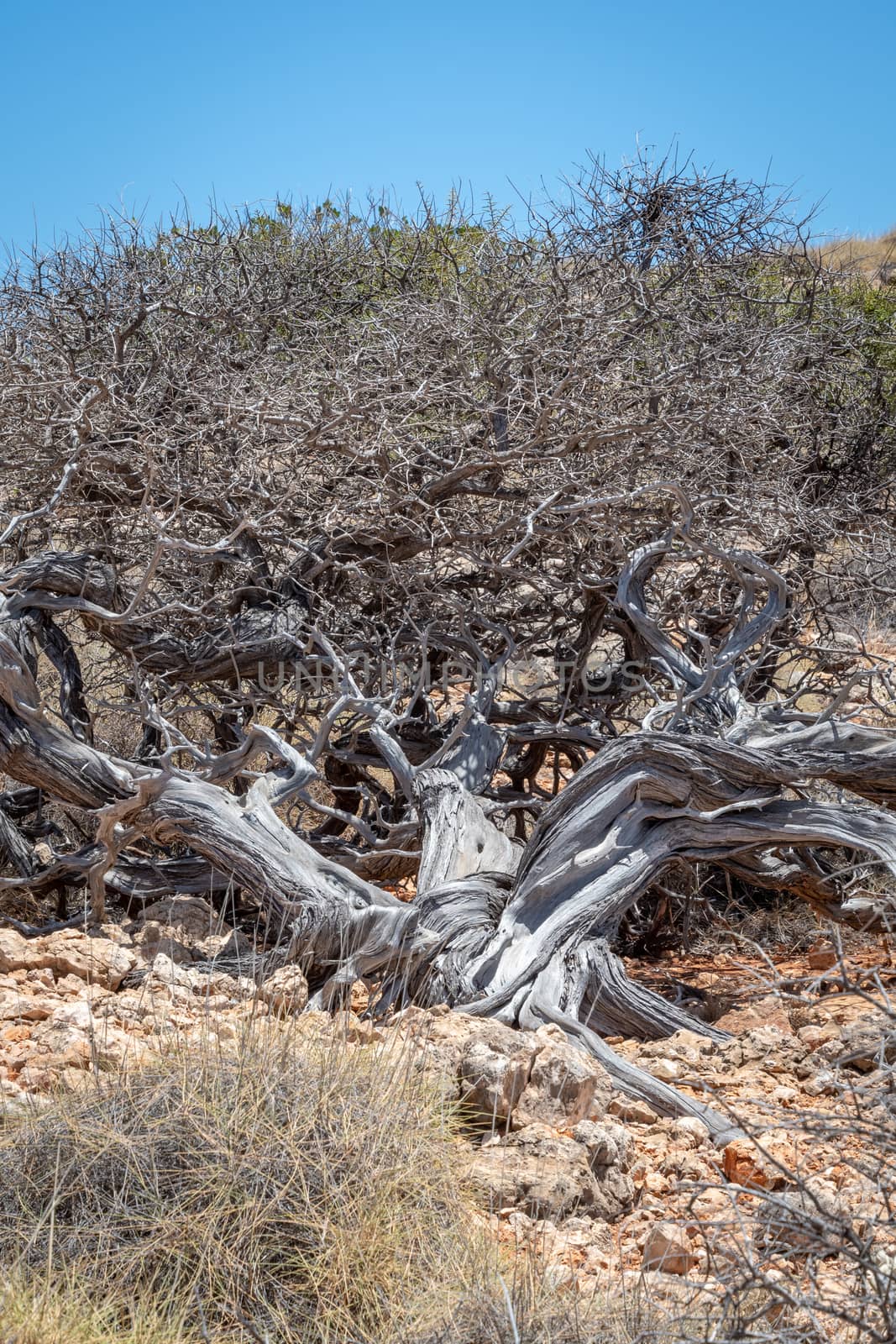 Old twisted tree with dorns at Yardie Creek at Cape Range National Park Australia