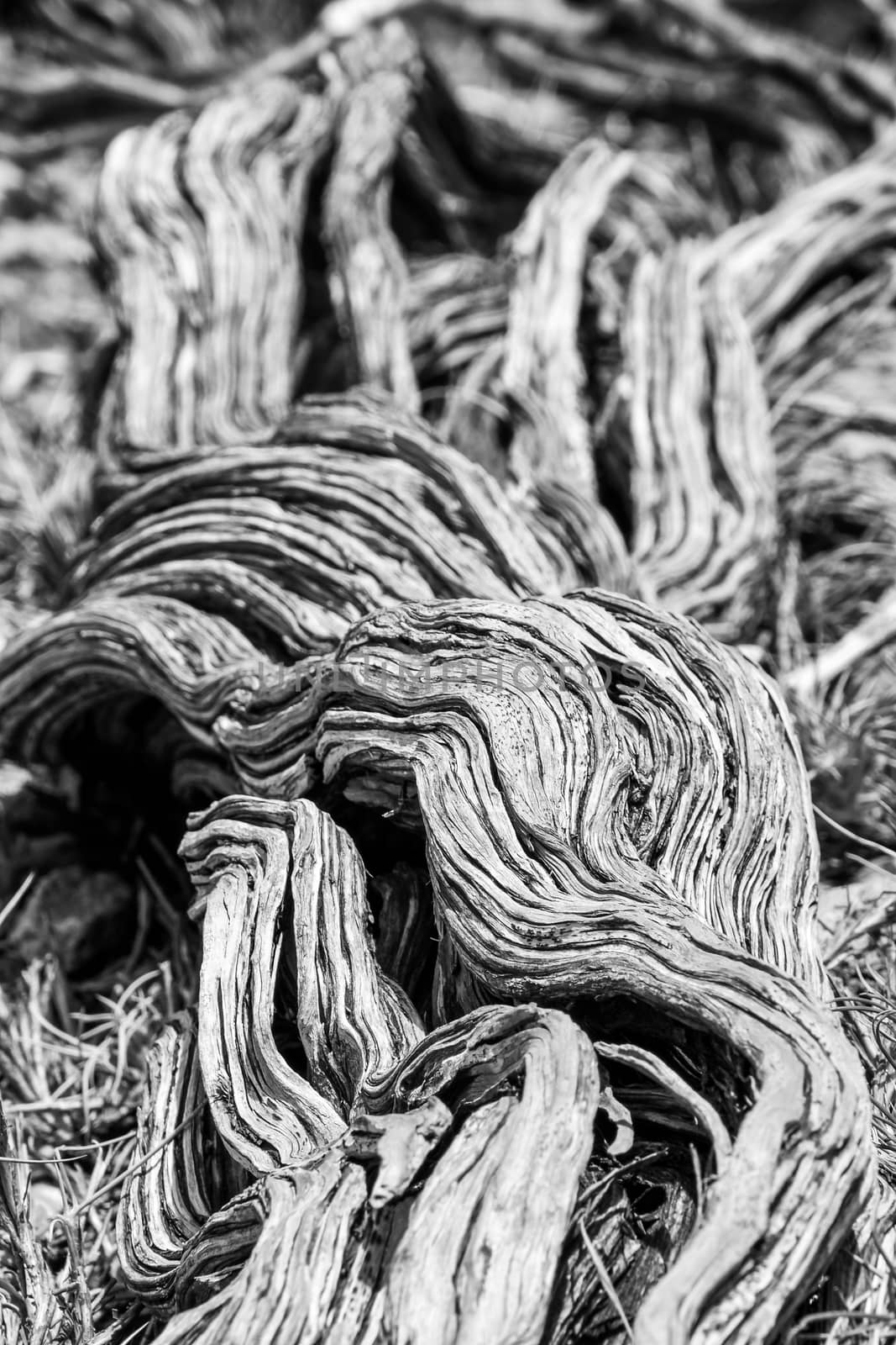Twisted nearly dead old dry tree stem in black and white at Yardie Creek Cape Range National Park Australia