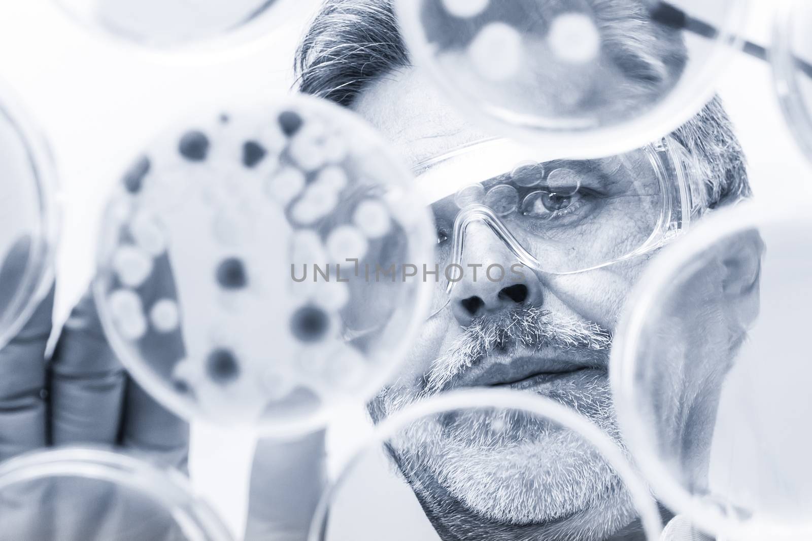 Focused senior life science professional grafting bacteria in the pettri dishes. Lens focus on the pipette. Blue toned grayscale image.