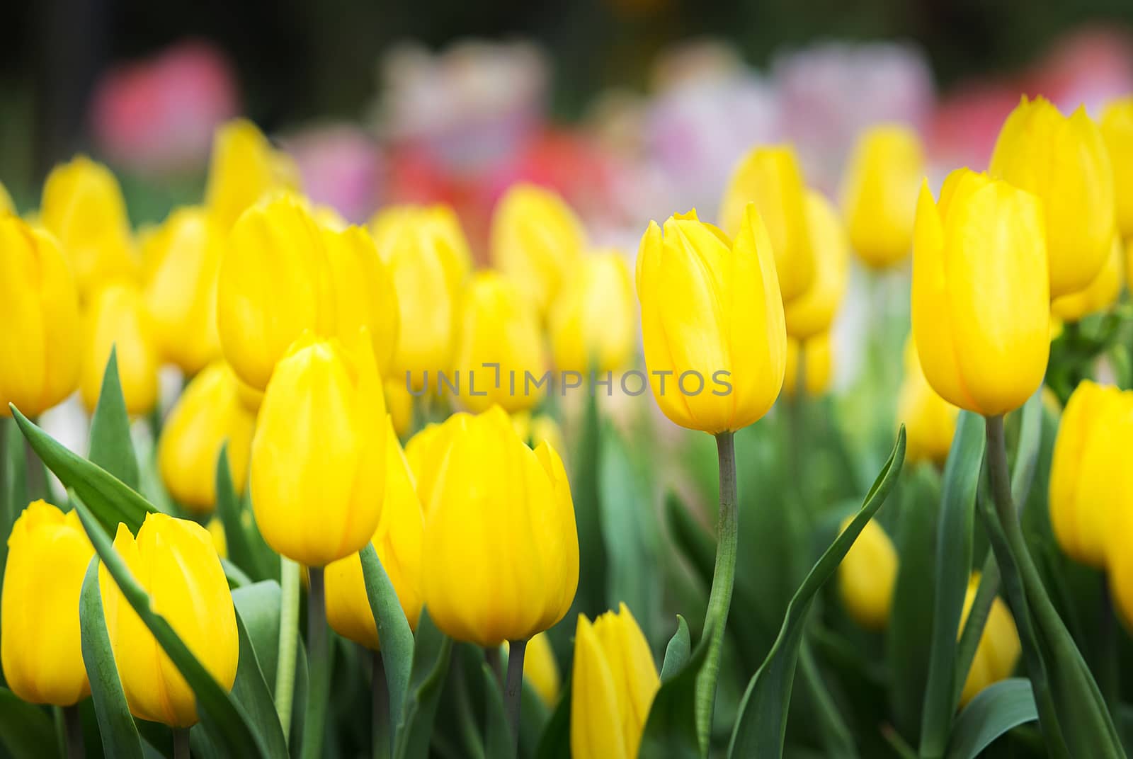 close up of yellow tulip flower in tulip field with blur backgro by kunchainub