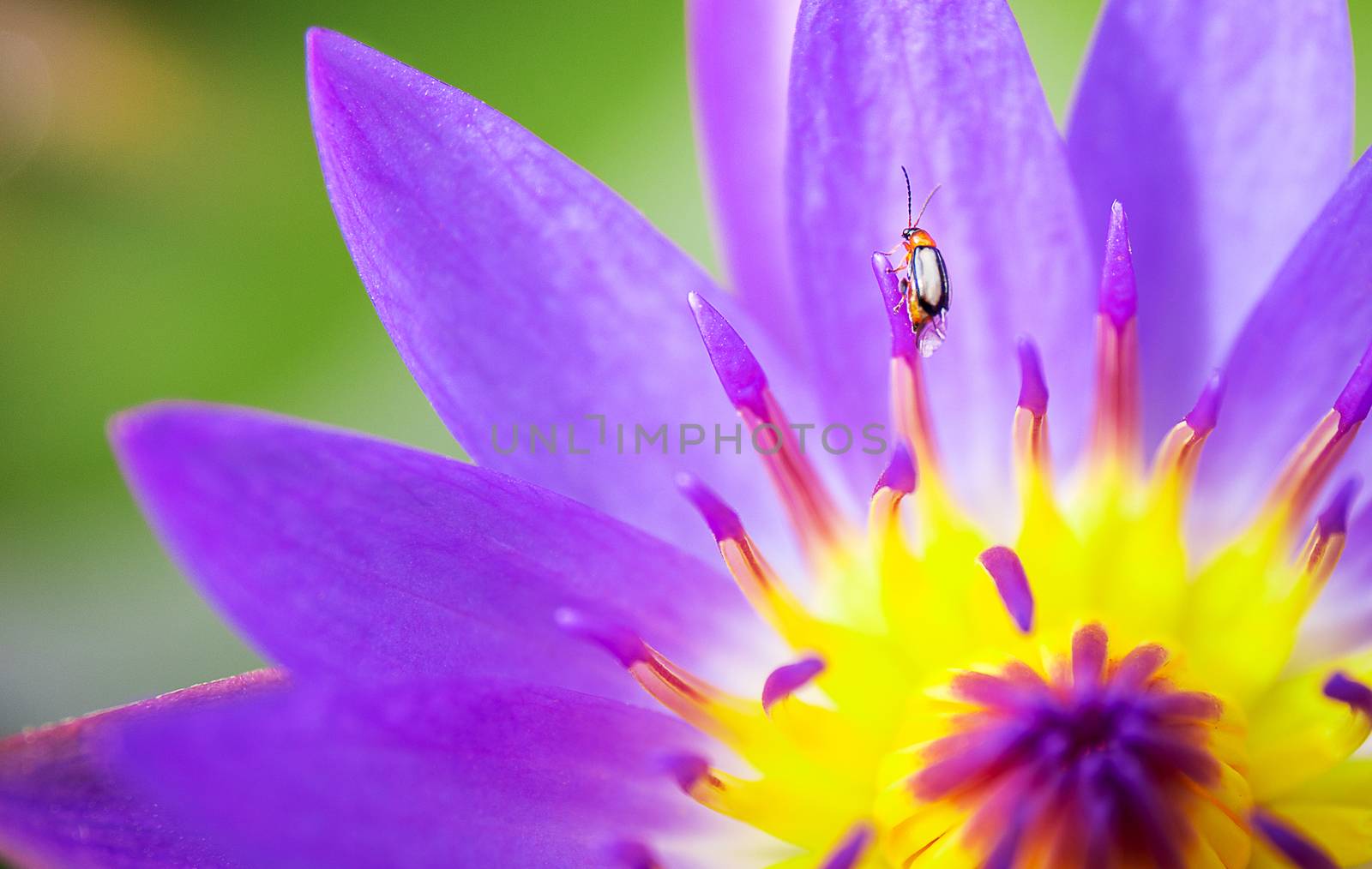 Insect on yellow and pink or purple lotus flower in lake of natu by kunchainub