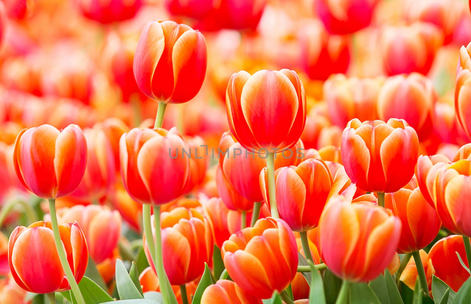 close up of beautiful red or orange tulip in tulip field at Amsterdam, Netherlands, Europe