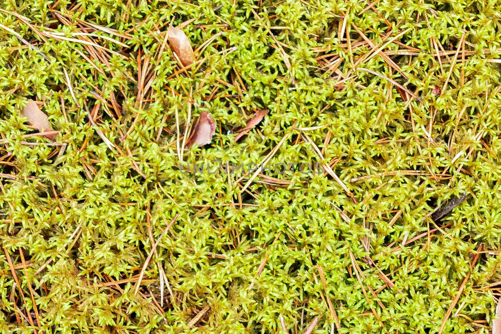 Texture of the forest floor - green sphagnum moss and pine needles by galsand