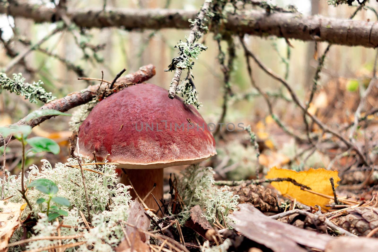 Edible boletus edulis mushroom, known as a penny bun or king bolete growing in a pine forest - image by galsand
