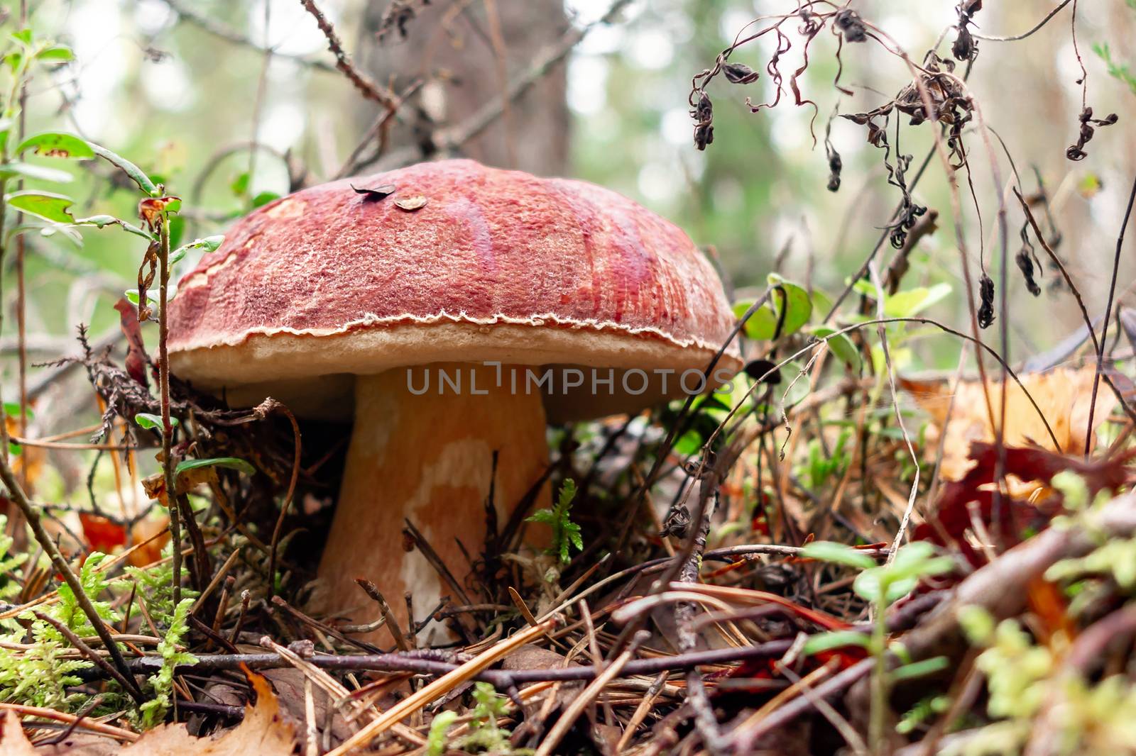 Edible boletus edulis mushroom, known as a penny bun or king bolete grows in a pine forest - image by galsand