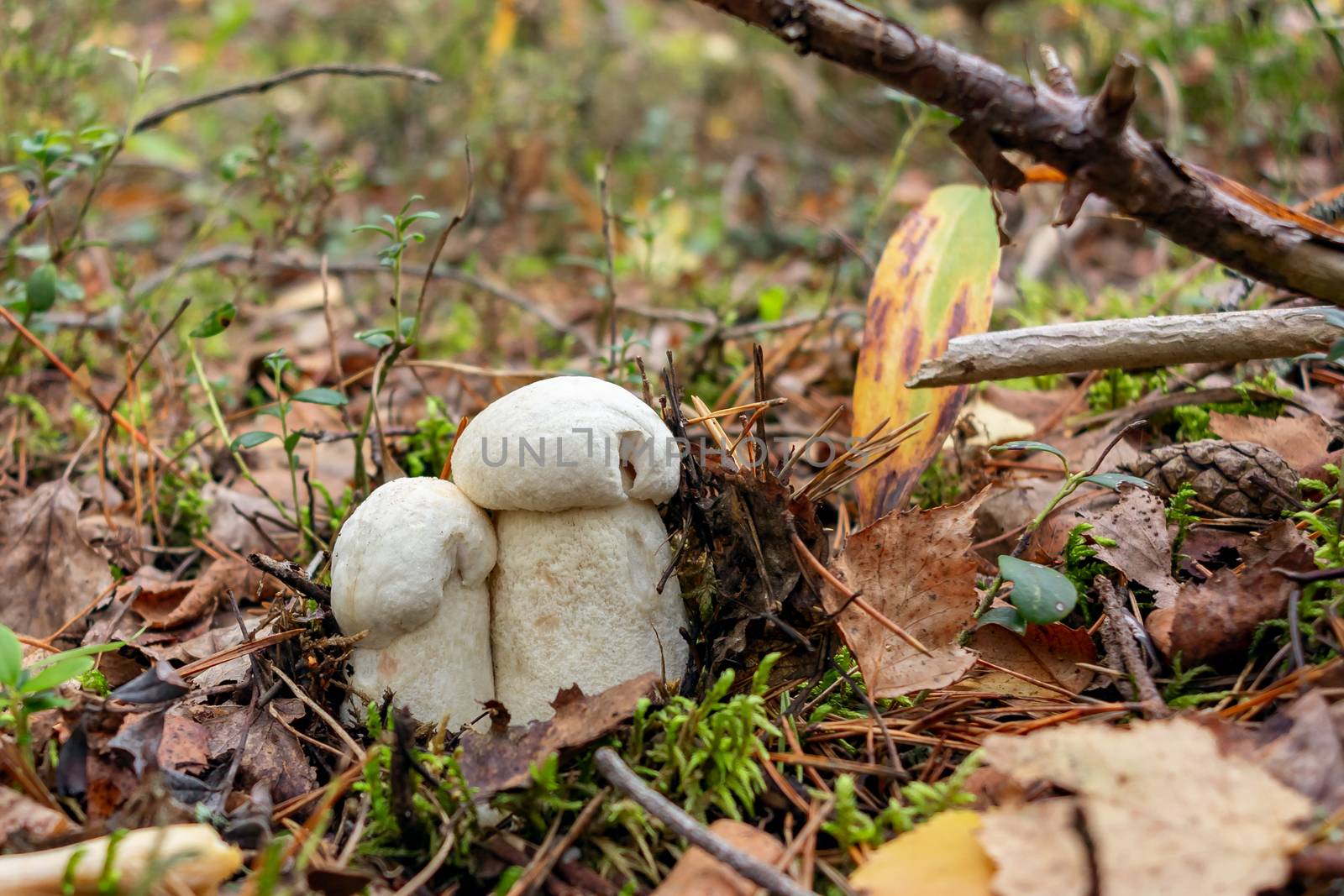 Two beautiful little mushrooms Leccinum percandidum, known as a Orange birch bolete, grows in a forest - image.