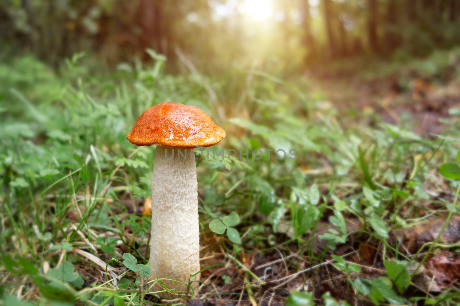 beautiful little mushroom Leccinum known as a Orange birch bolete, growing in a forest at sunrise- image.