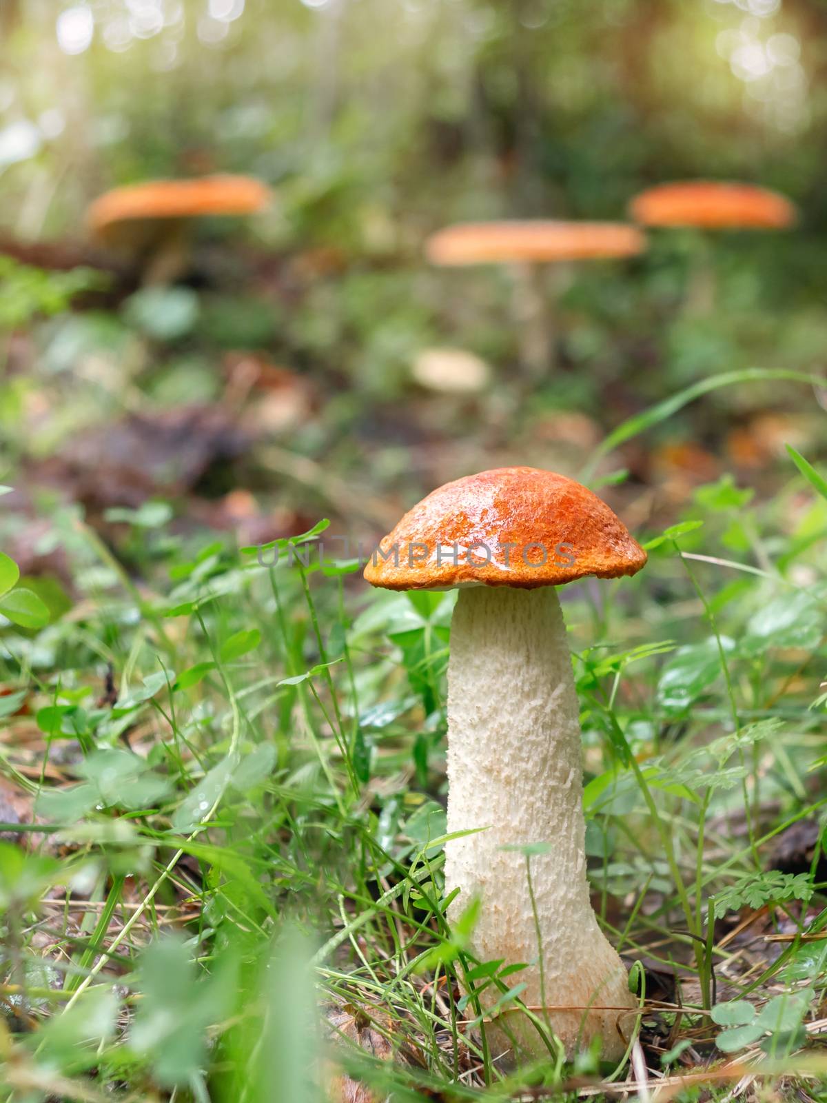 beautiful little mushroom Leccinum known as a Orange birch bolete, grows in a forest - image by galsand