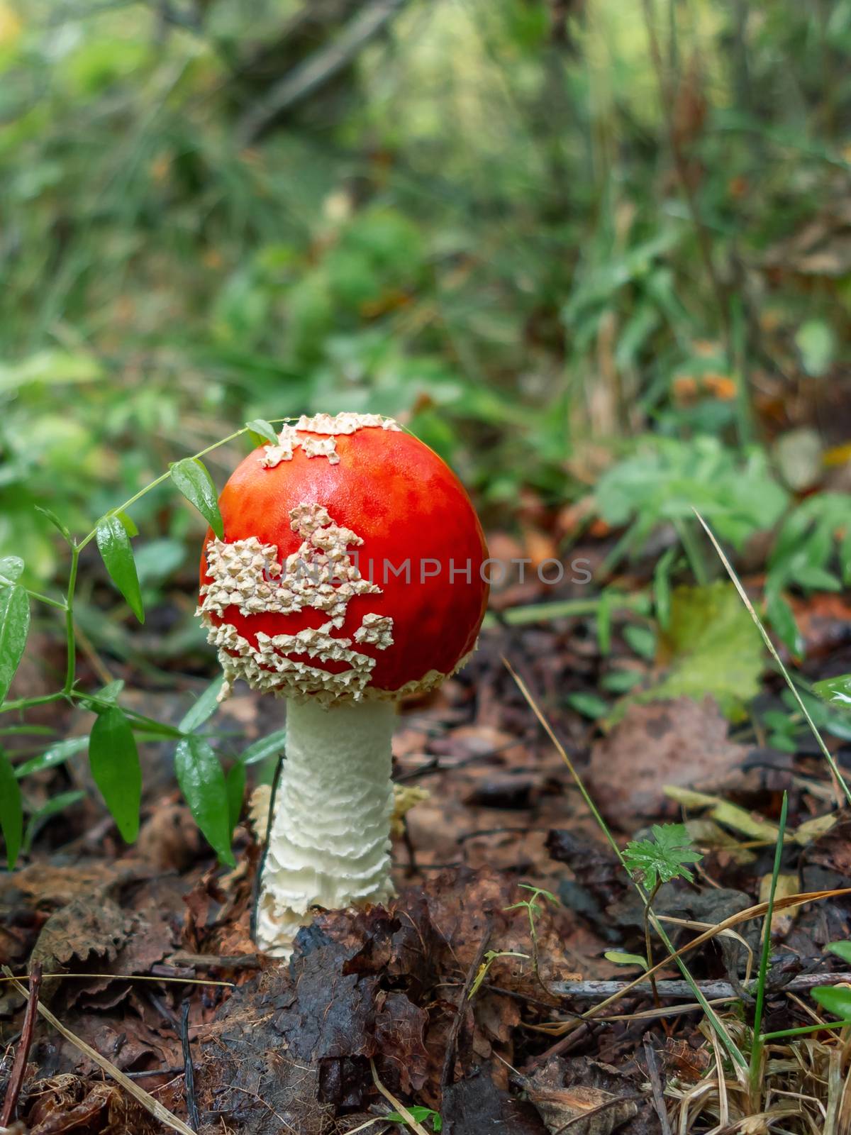 Small mushroom amanita known as fly agaric grows in the forest - vertical image.