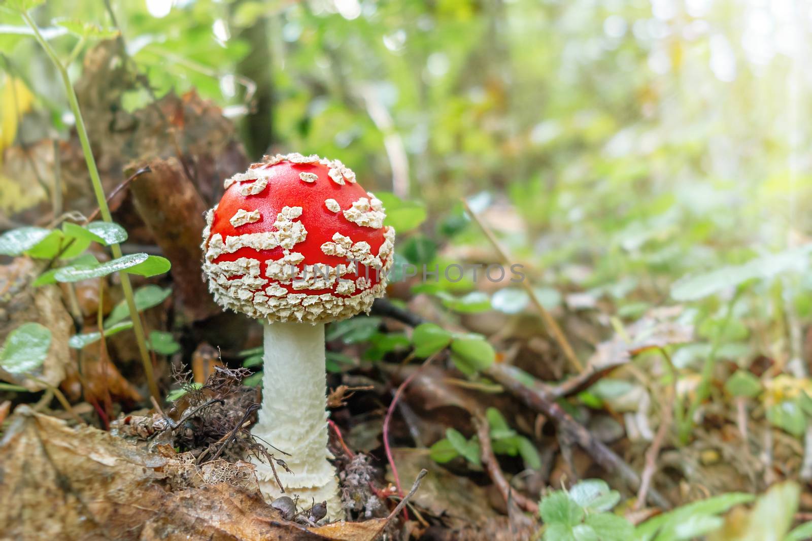 Small mushroom amanita known as fly agaric grows in the forest at sunrise - image by galsand