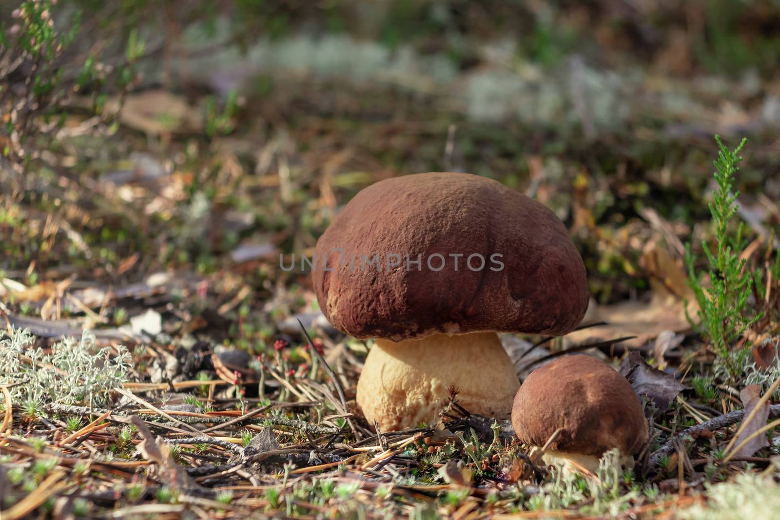 Two beautiful little mushrooms boletus edulis, known as a penny bun, grow in a moning forest at sunrise - image by galsand