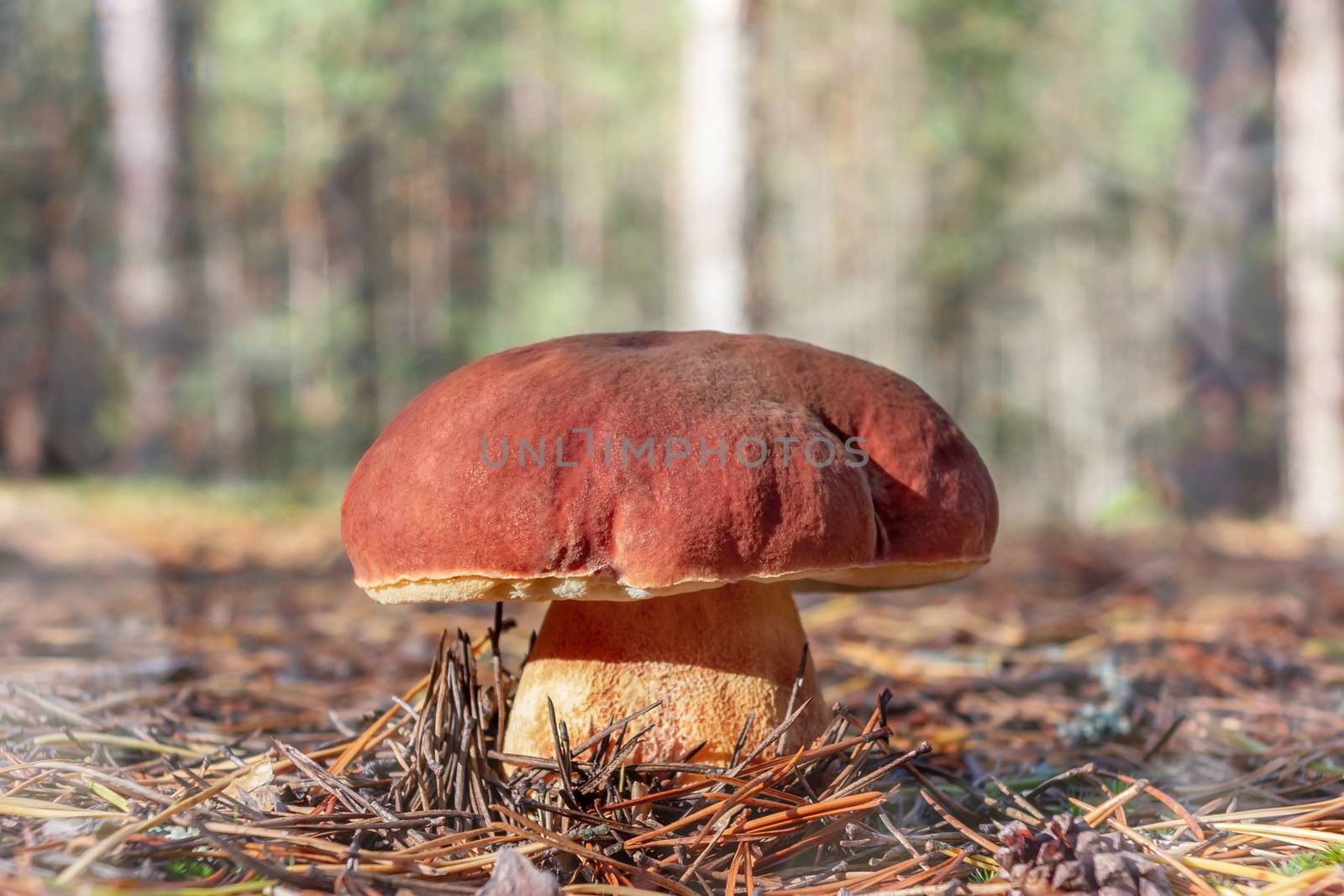 Big edible boletus edulis mushroom, known as a penny bun or king bolete growing in a pine forest - image by galsand