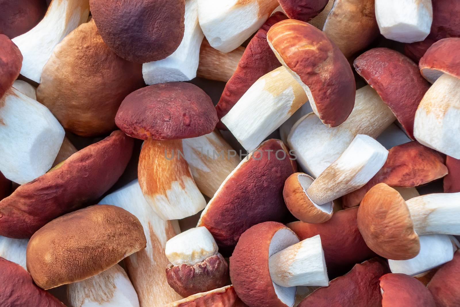 Group of edible forest mushrooms boletus edulis f. pinophilus known as king bolete, penny bun or sep, top view, texture - image by galsand