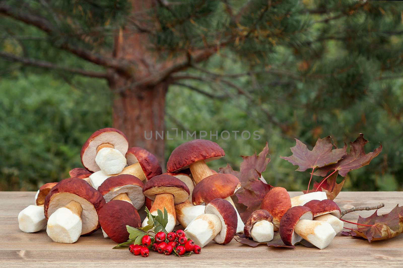 Group of edible forest mushrooms boletus edulis f. pinophilus known as king bolete, penny bun or sepon a wooden table - image.